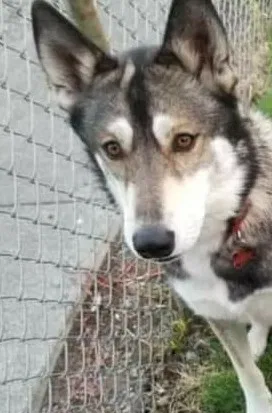 Lost dog in John Day, OR, 97845