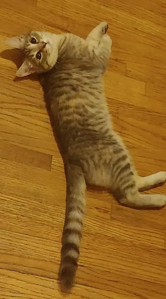 Lost cat in Saint Paul, MN, 55117