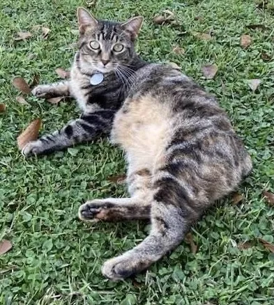 Lost cat in Salemburg, NC, 28385