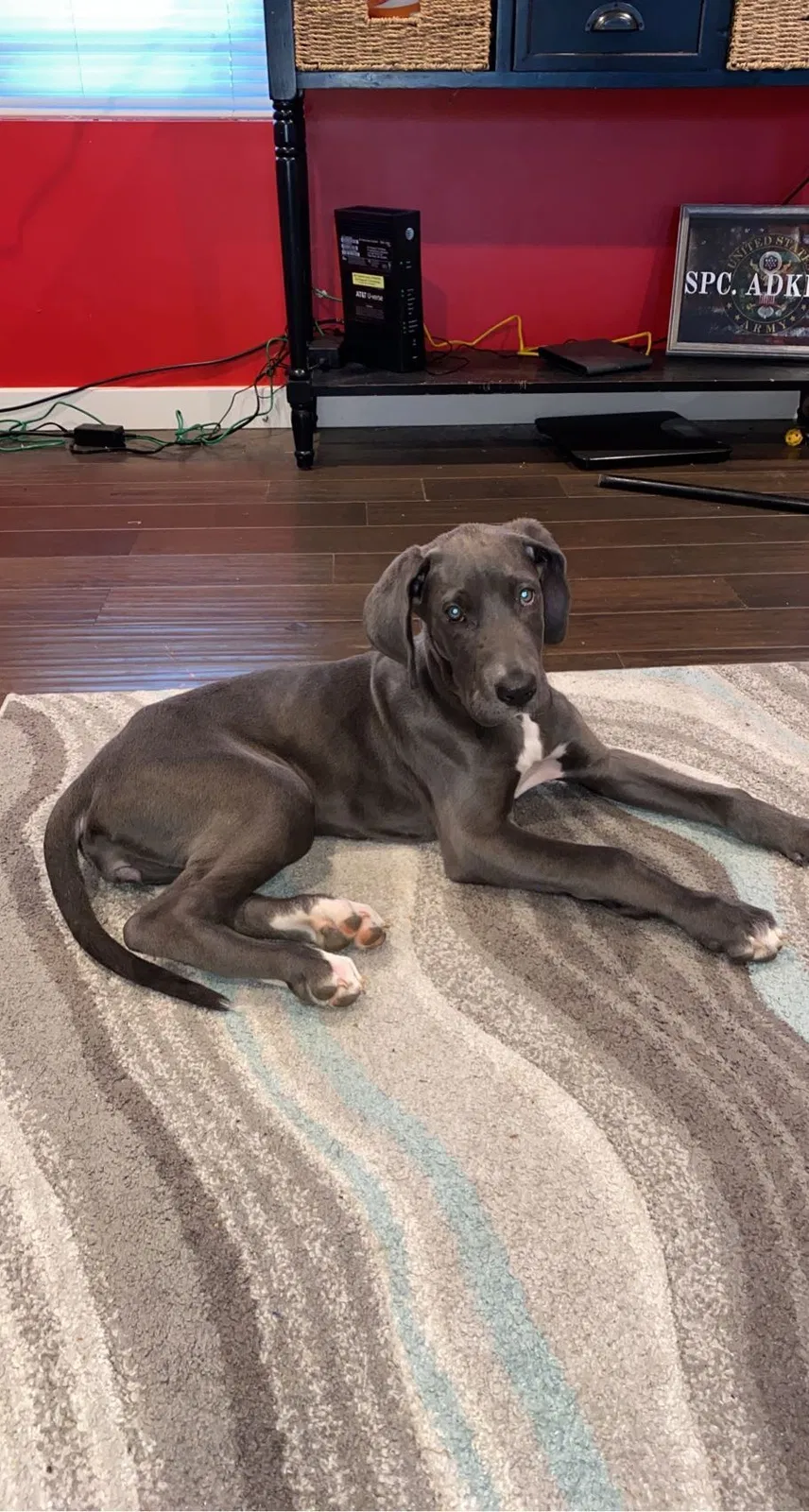 Lost dog in Graham, NC, 27253