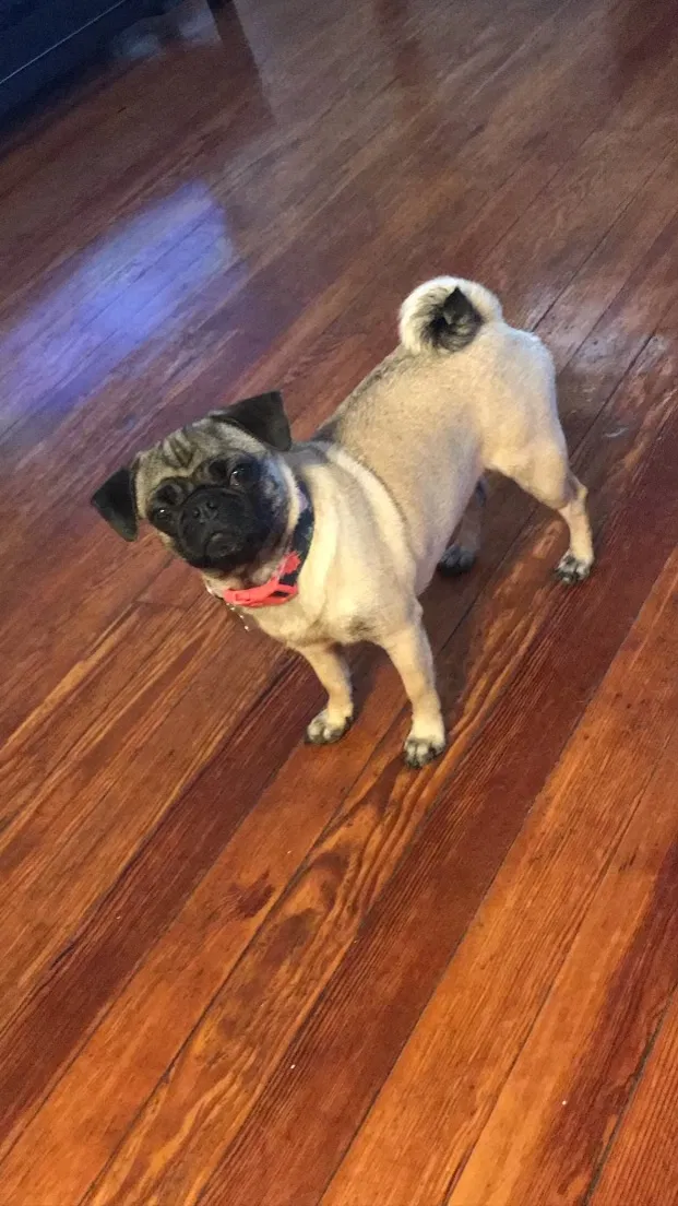 Lost dog in Hempstead, NY, 11550