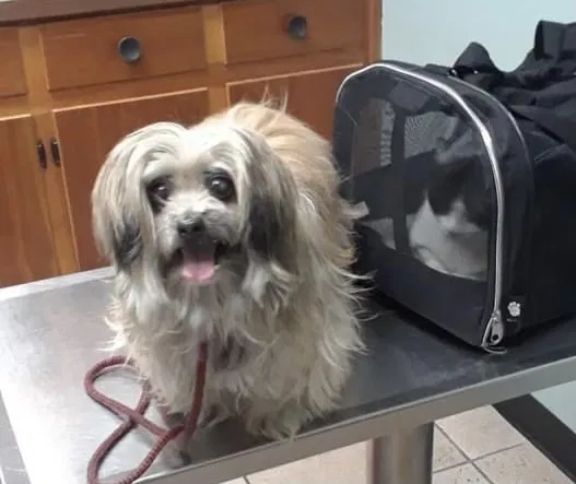 Lost dog in Miami, FL, 33125