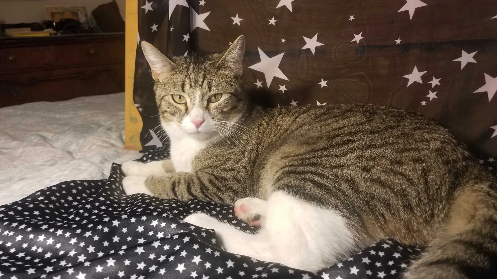 Lost cat in Littleton, CO, 80121