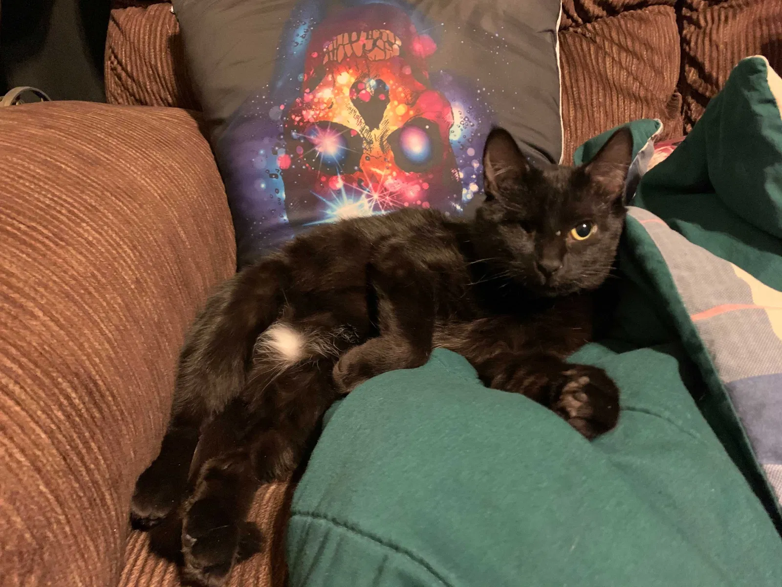 Lost cat in Minneapolis, MN, 55418