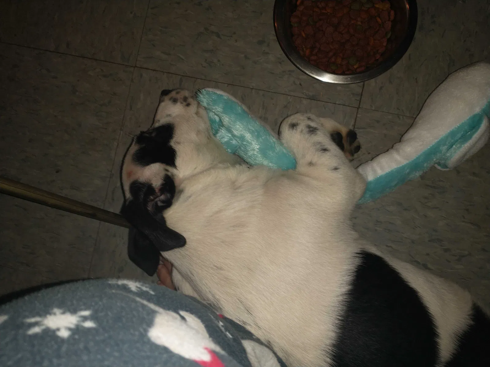 Lost dog in Warner, OK, 74469