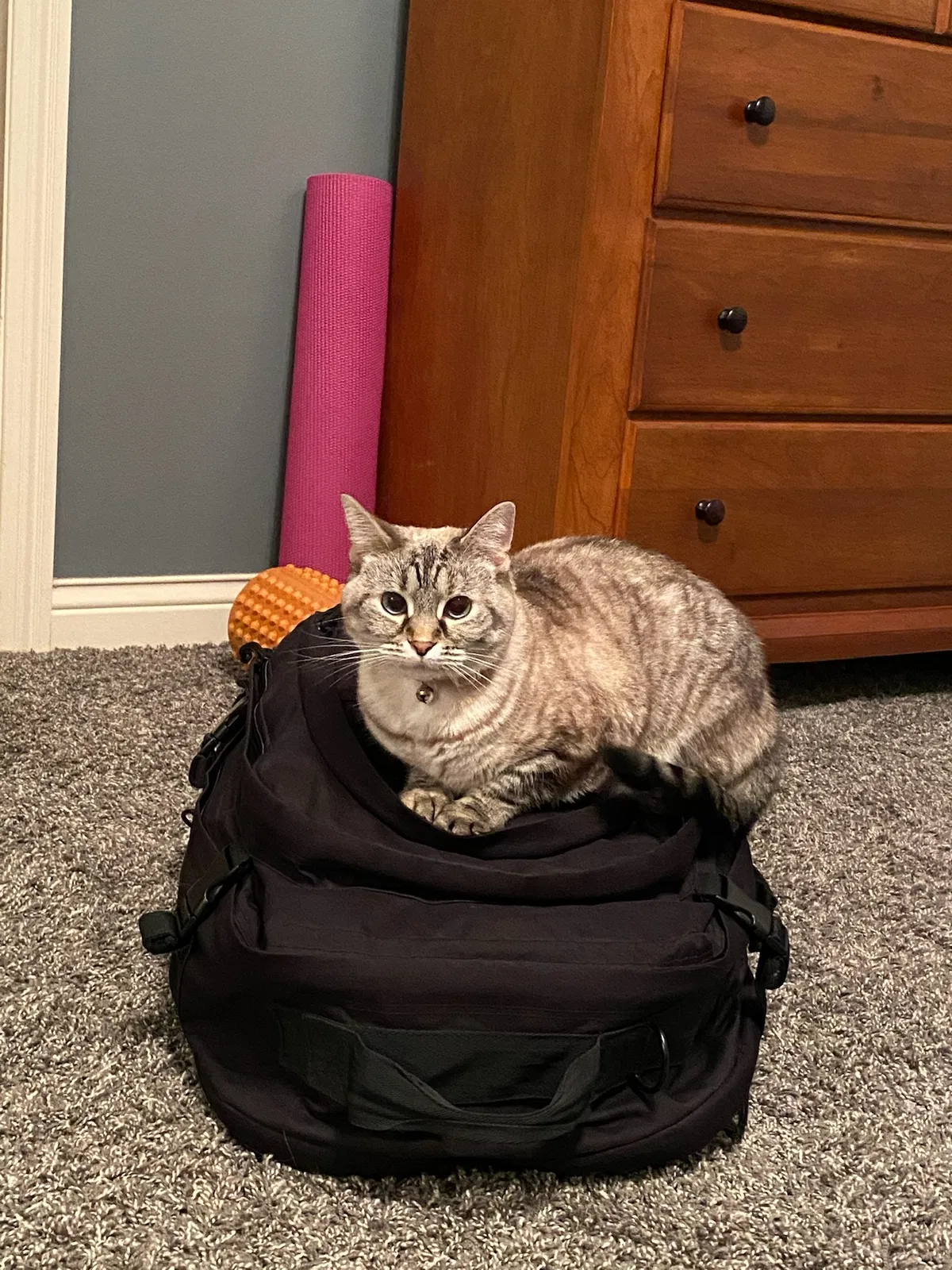 Lost cat in Dublin, OH, 43016