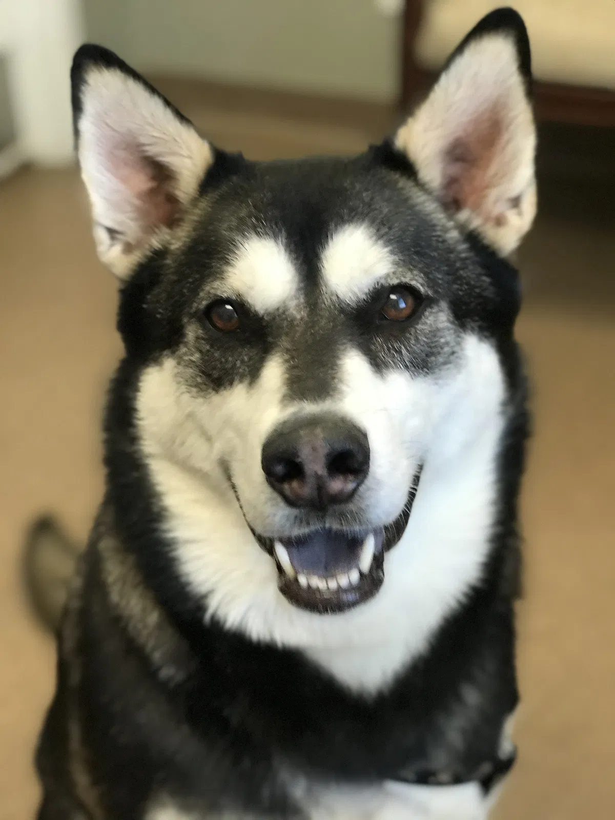 Lost dog in Henrico, VA, 23228