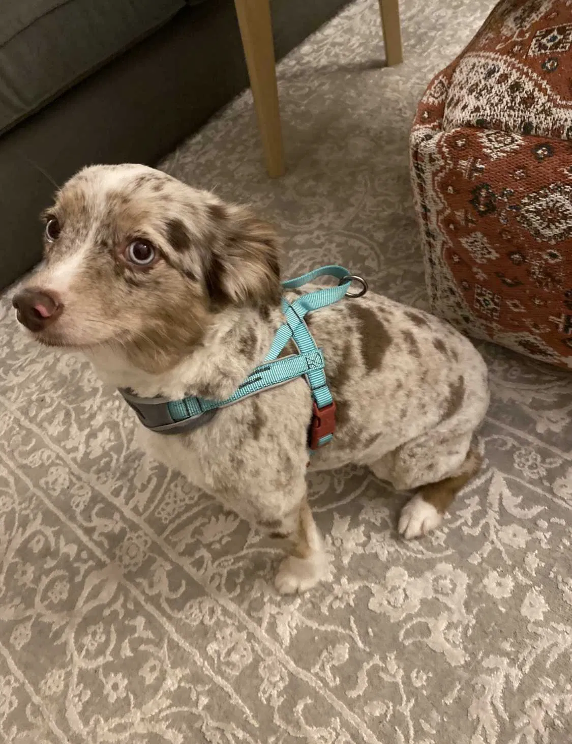 Lost dog in Fort Lauderdale, FL, 33321