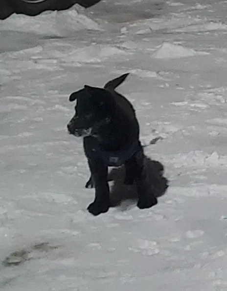Lost dog in Des Moines, IA, 50311