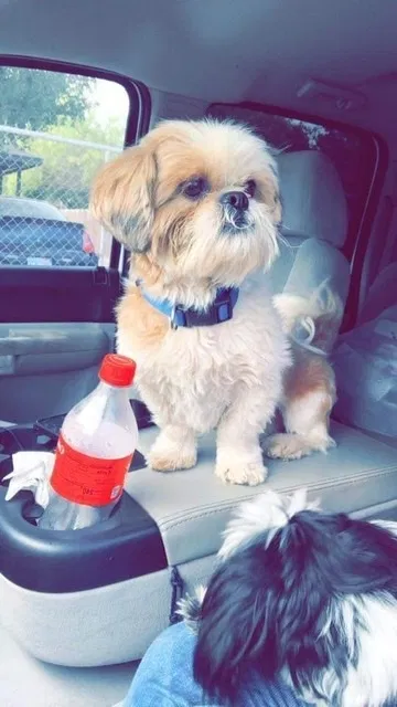 Lost dog in Harlingen, TX, 78550