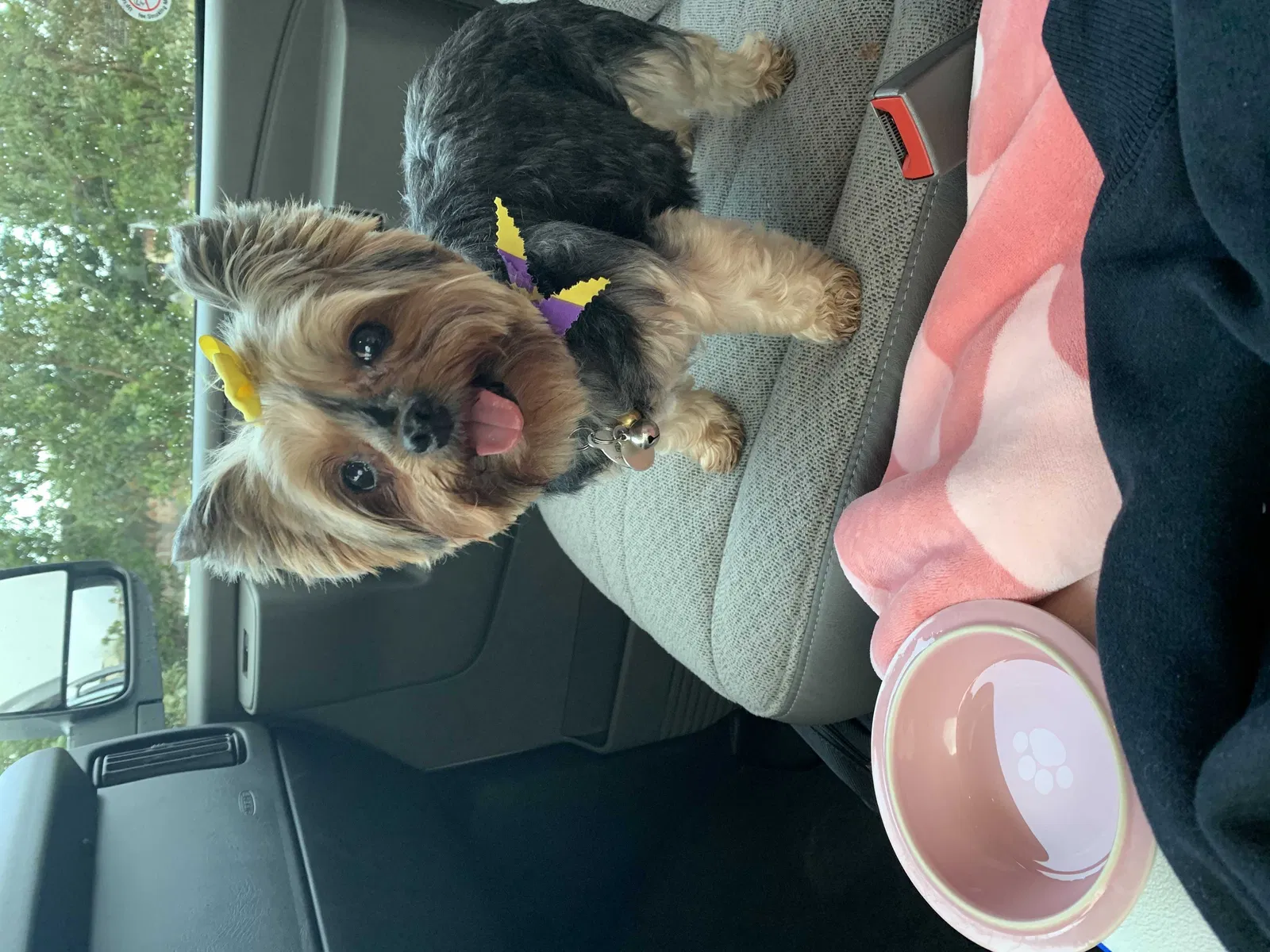 Lost dog in Hialeah, FL, 33012