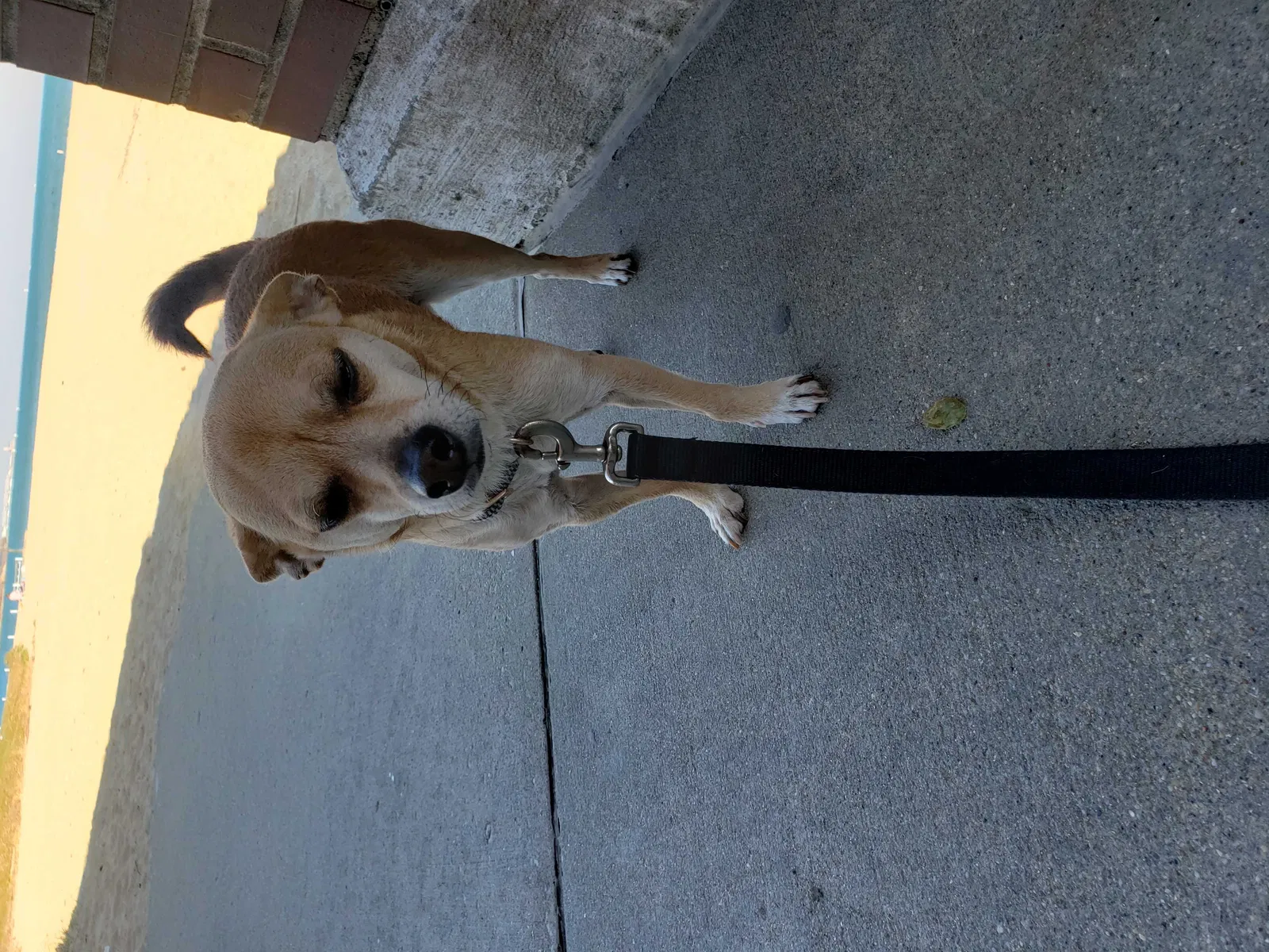 Lost dog in Chicago, IL, 60620