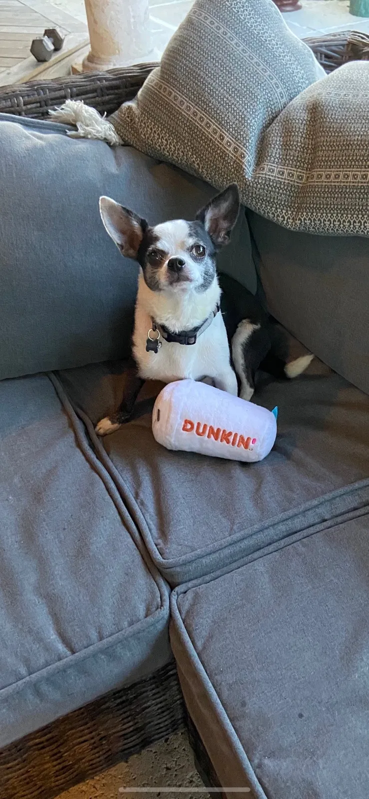 Lost dog in Fort Lauderdale, FL, 33325