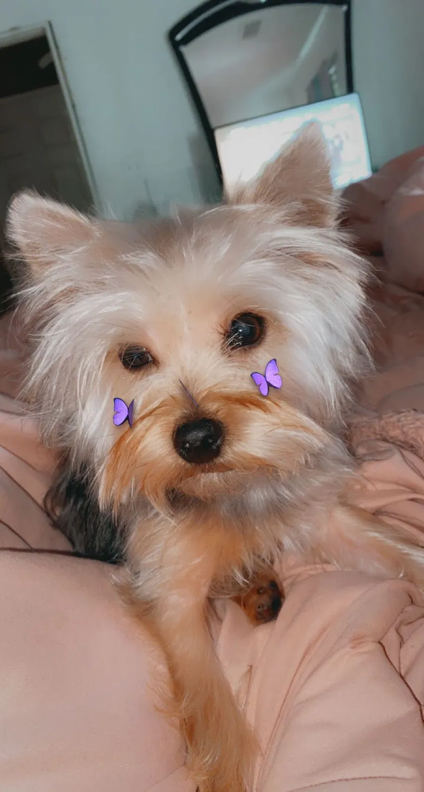 Lost dog in New Orleans, LA, 70128
