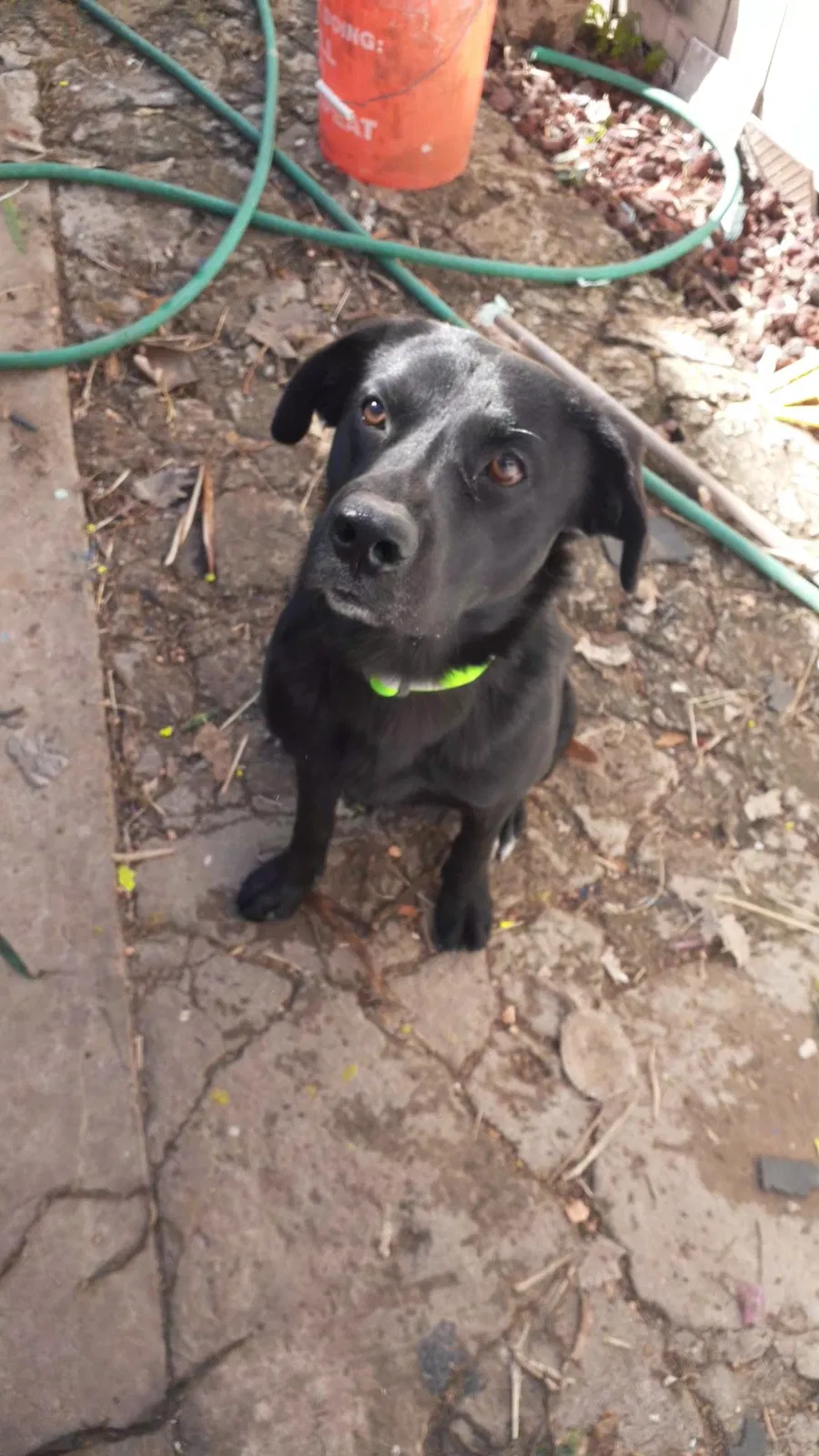 Lost dog in Los Fresnos, TX, 78566