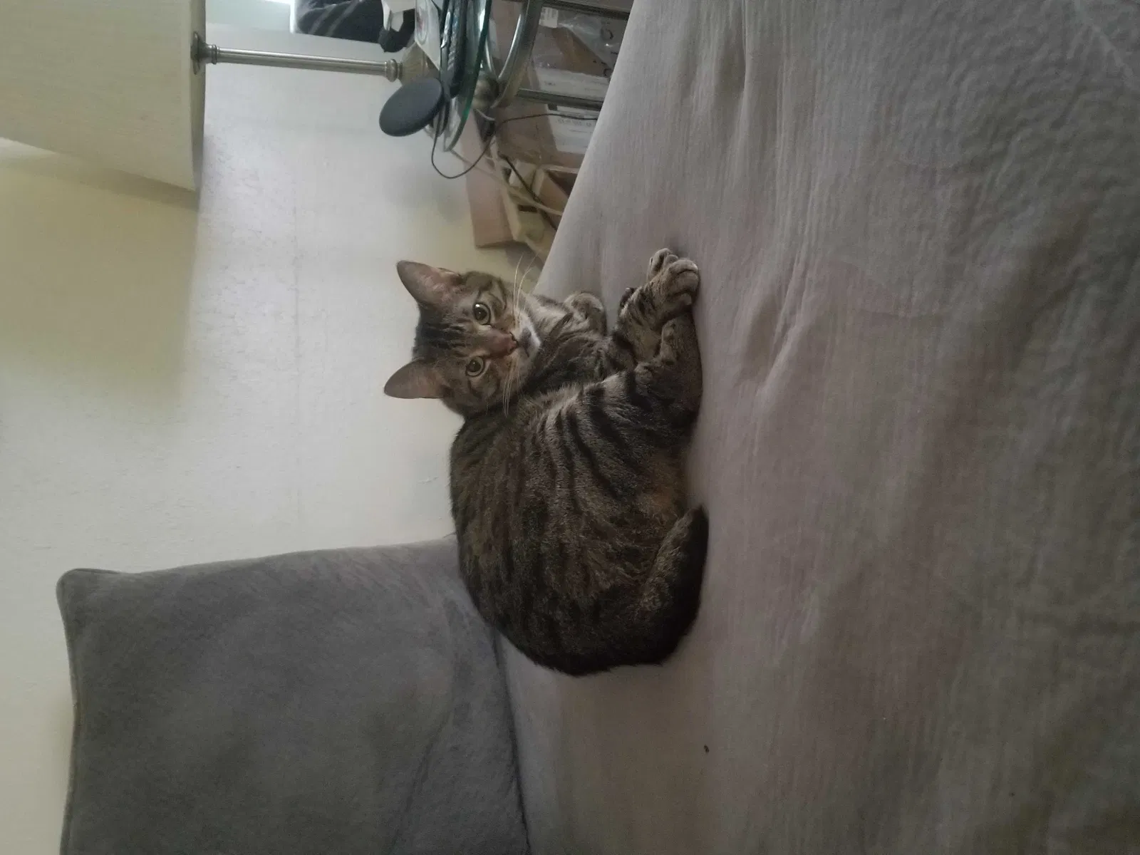 Lost cat in Pensacola, FL, 32526