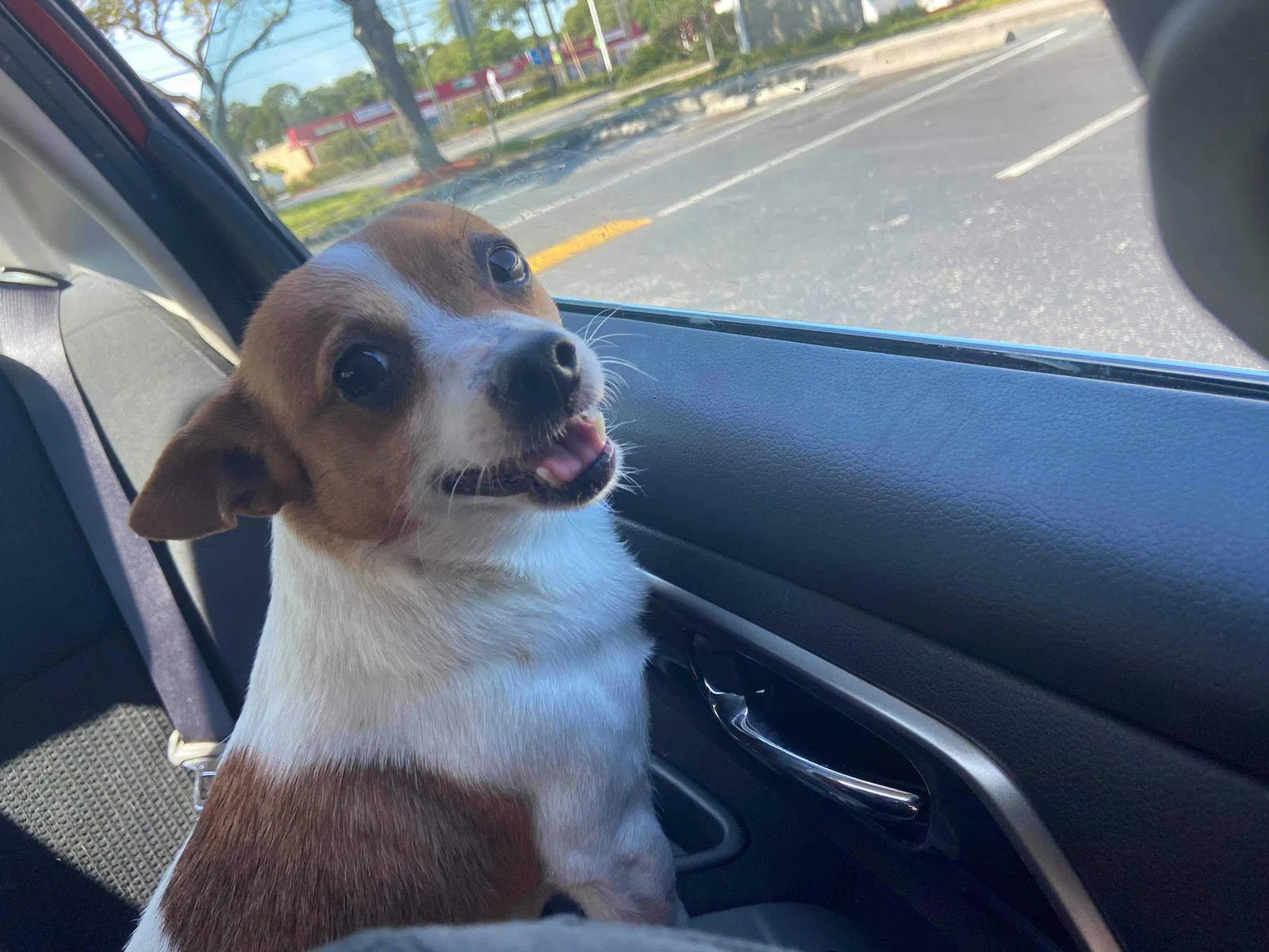 Lost dog in Tampa, FL, 33612