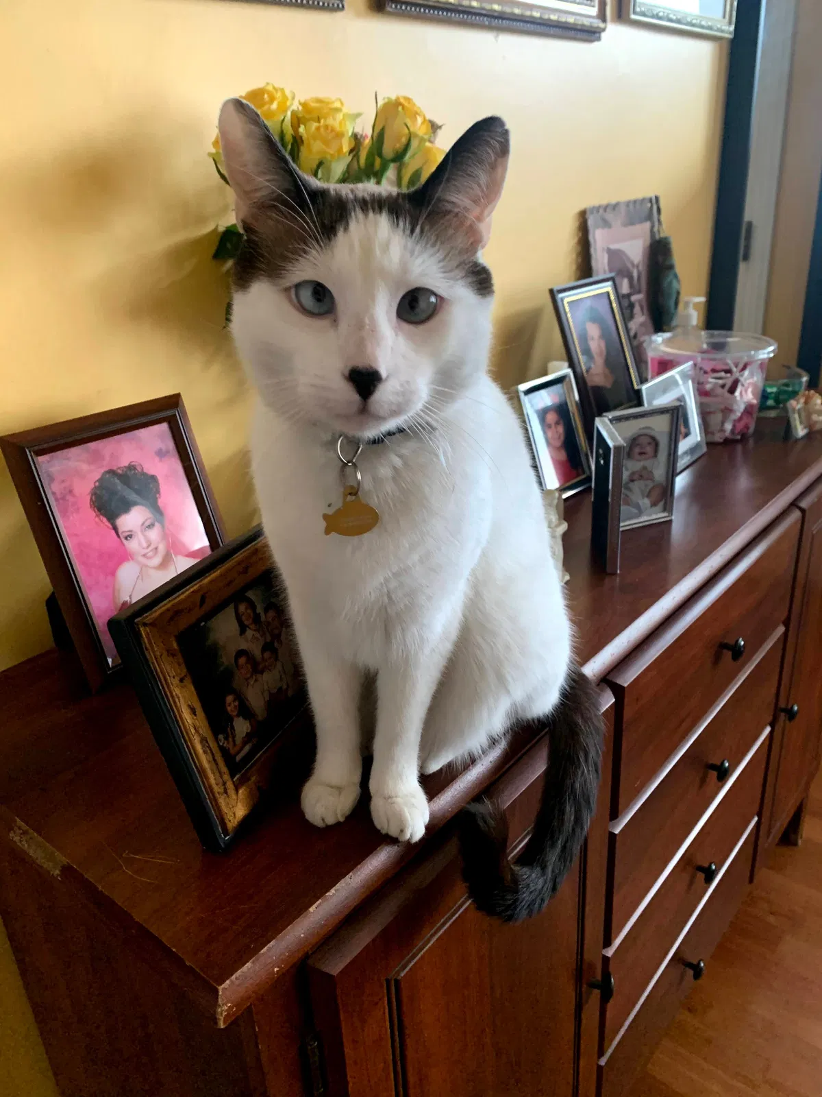 Lost cat in Winnetka, CA, 91306