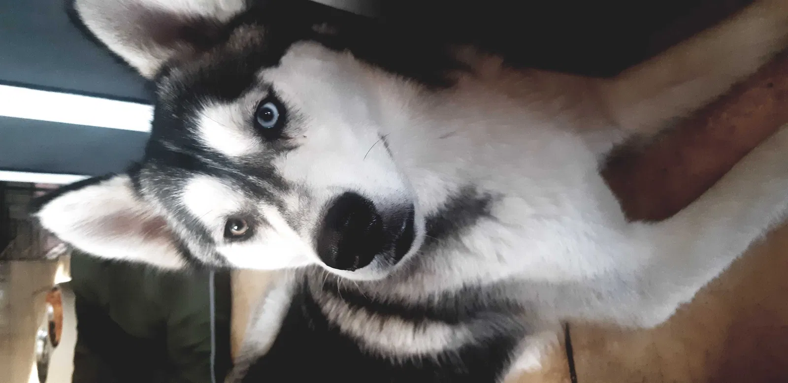 Lost dog in Los Angeles, CA, 90011