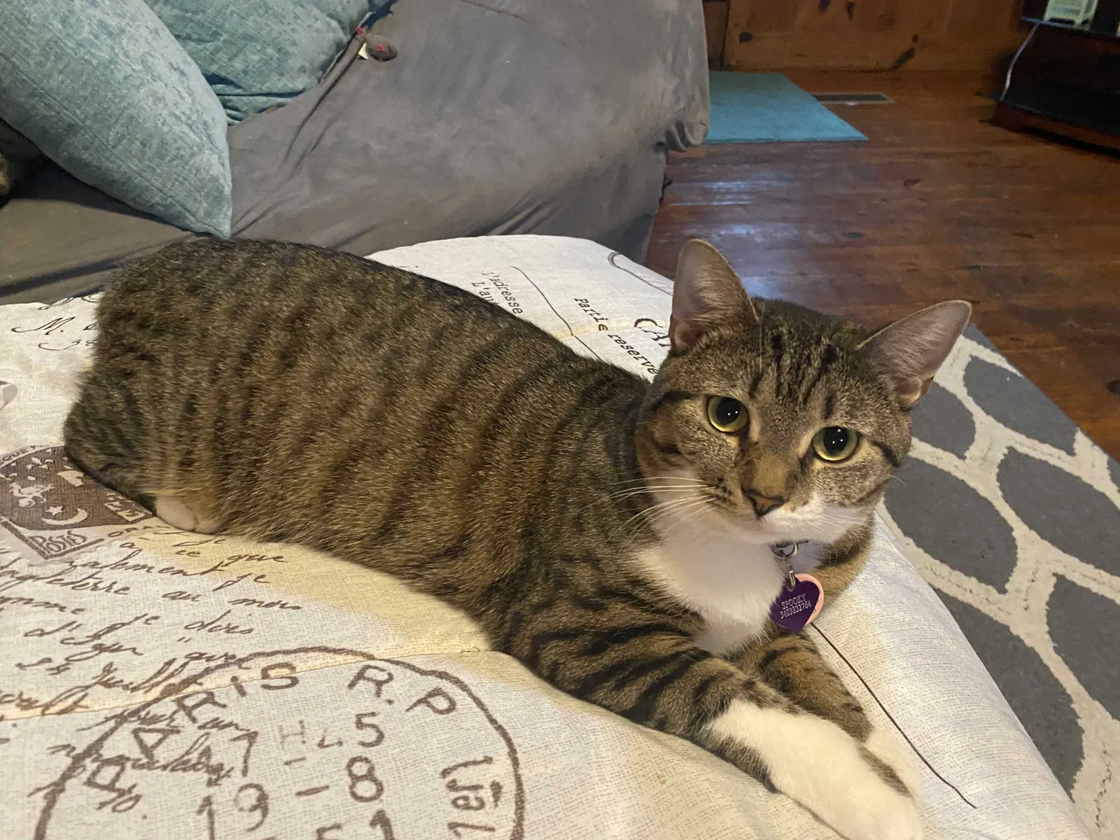 Lost cat in Hinton, VA, 22831