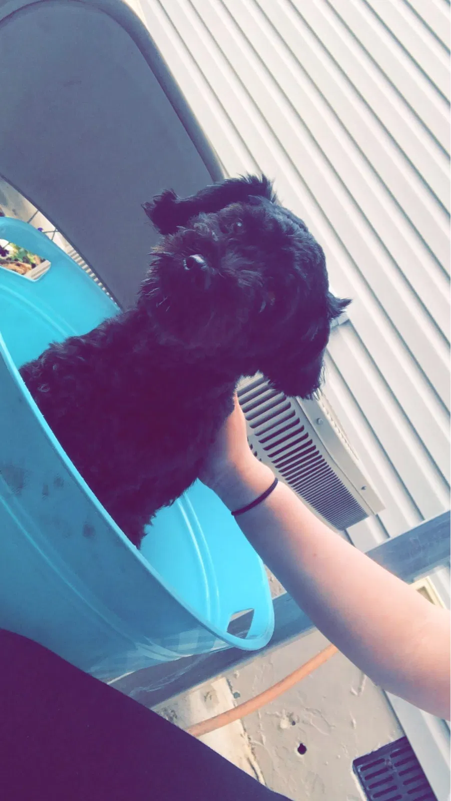 Lost dog in Dalton, GA, 30721