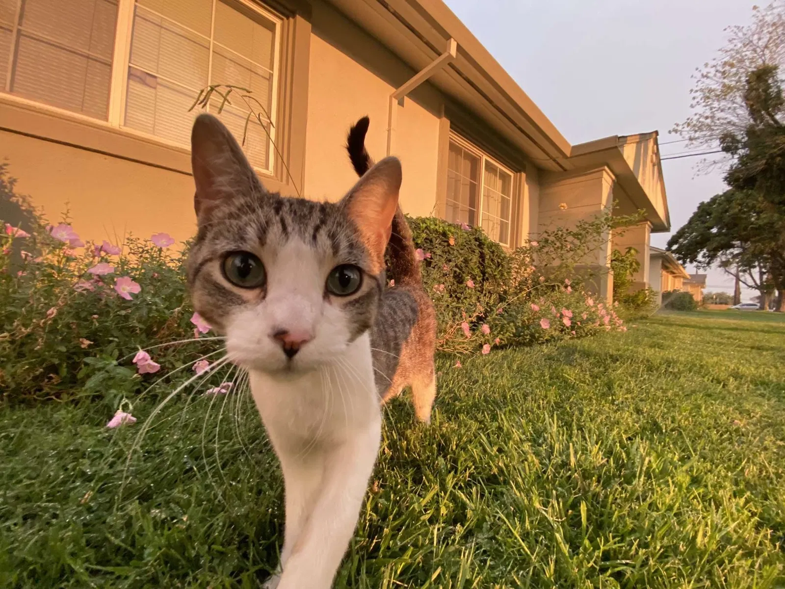 Lost cat in Modesto, CA, 95351