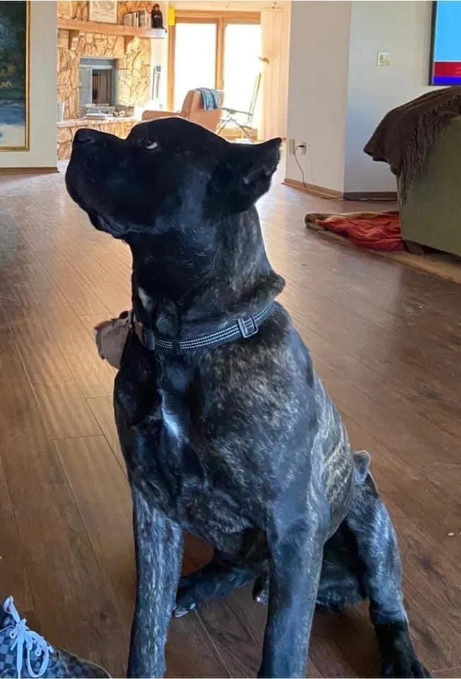 Lost dog in Tehachapi, CA, 93561