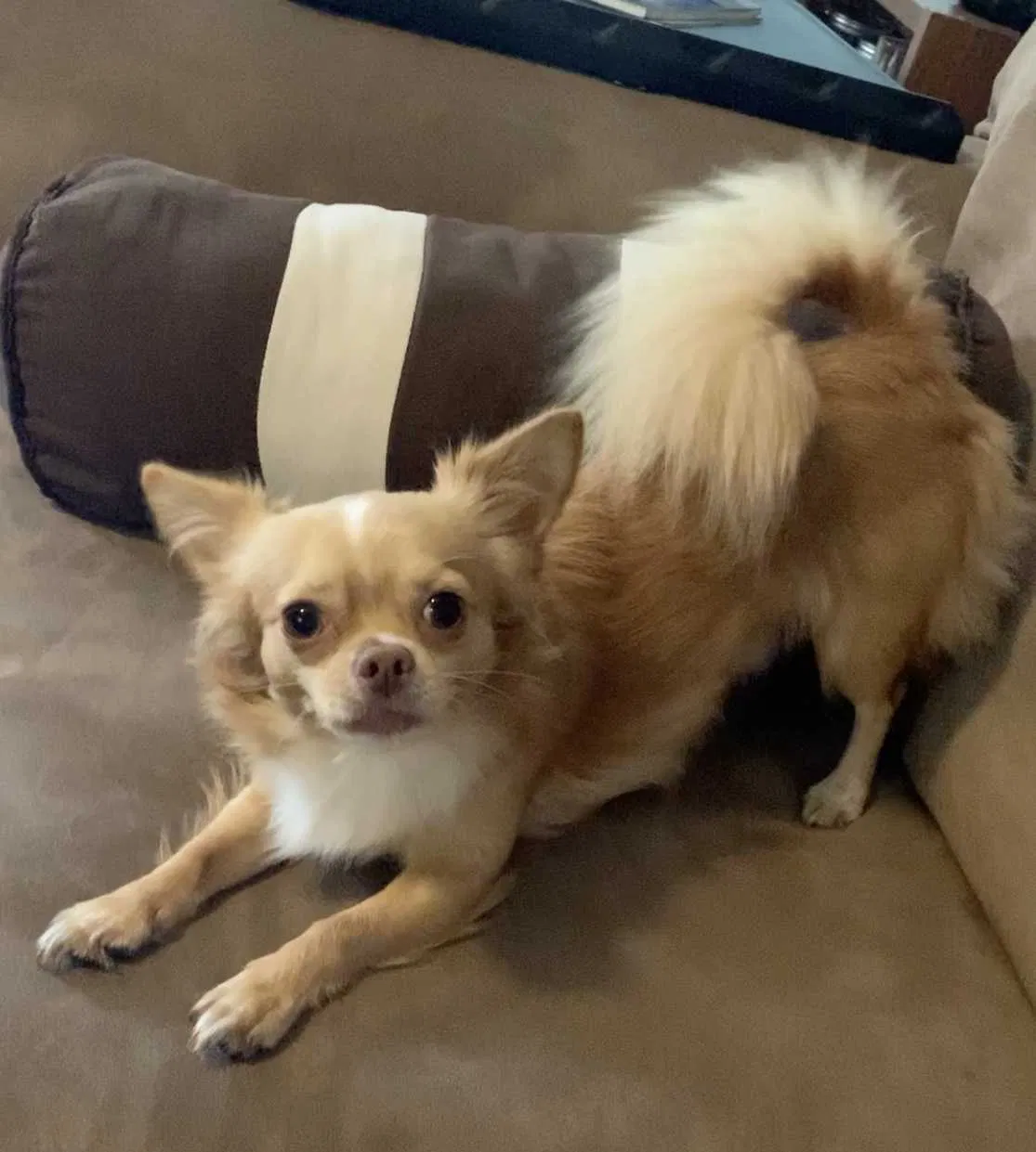 Lost dog in North Fort Myers, FL, 33917