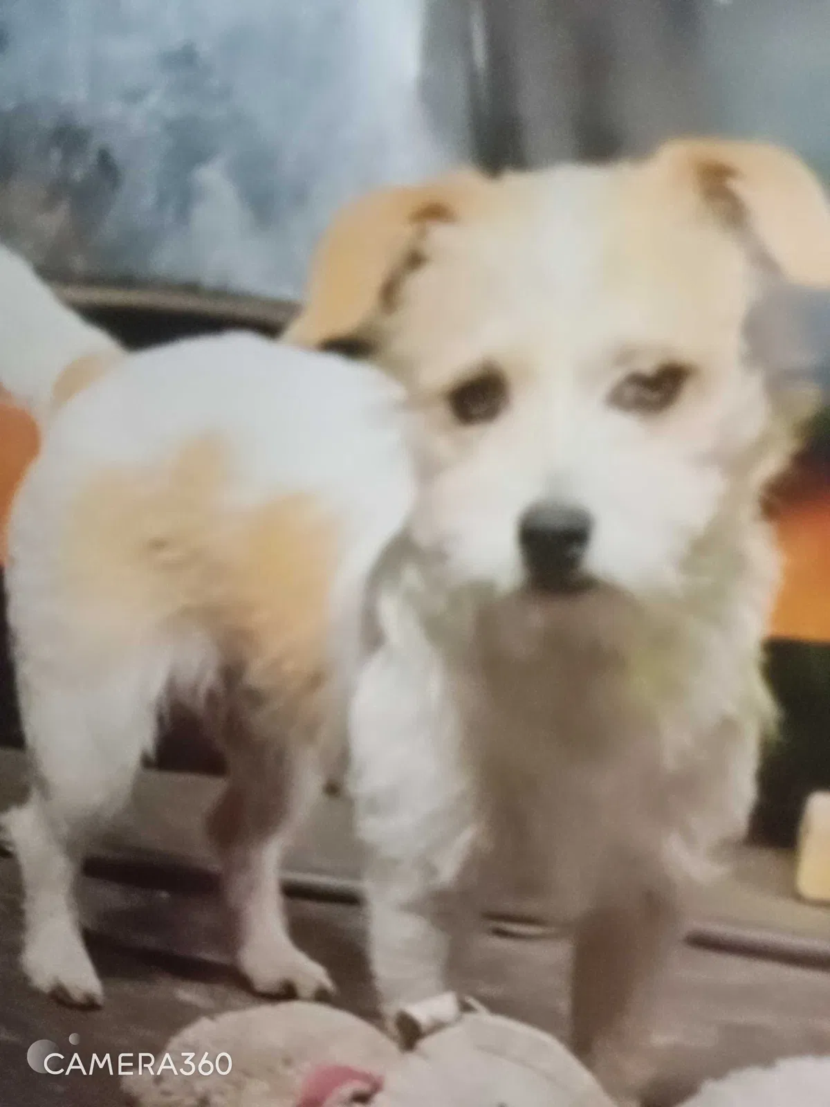 Lost dog in Wilmington, CA, 90744