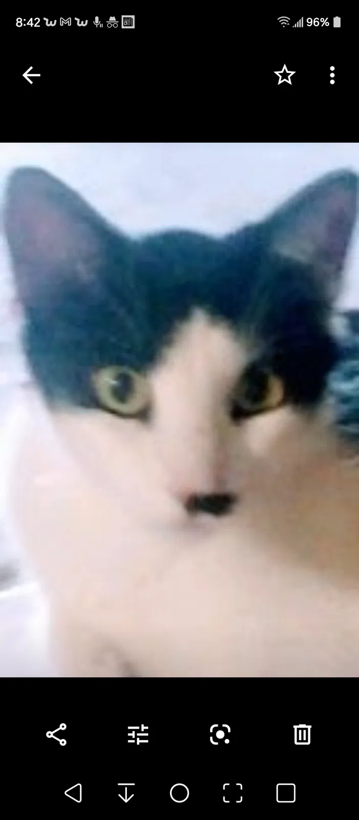 Lost cat in Baytown, TX, 77521