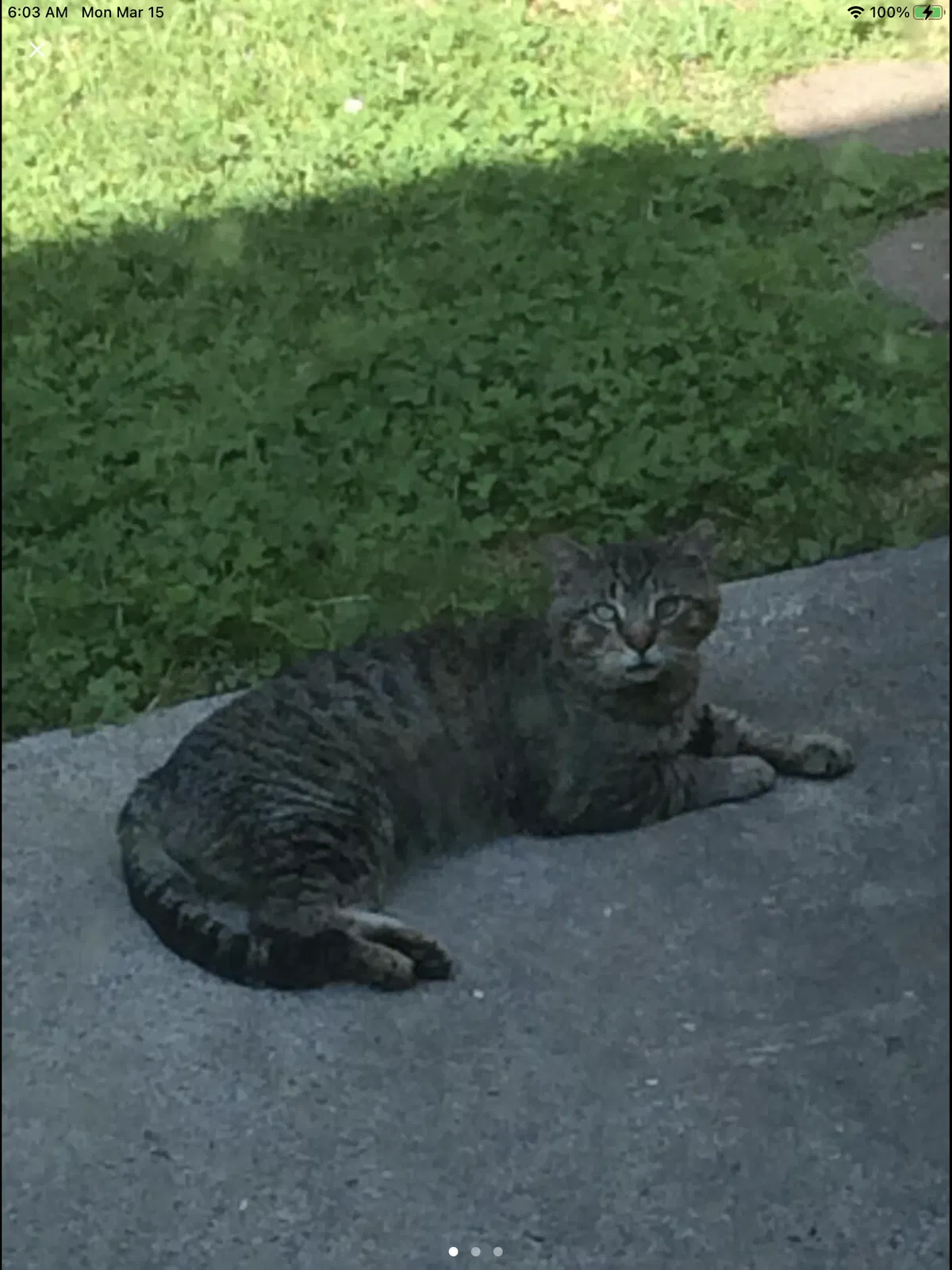 Lost cat in Randallstown, MD, 21133
