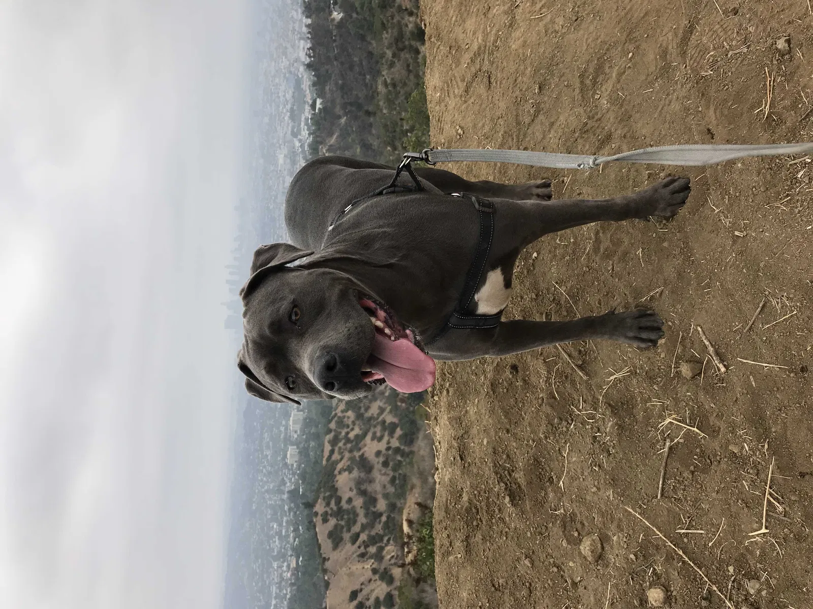 Lost dog in Los Angeles, CA, 90008