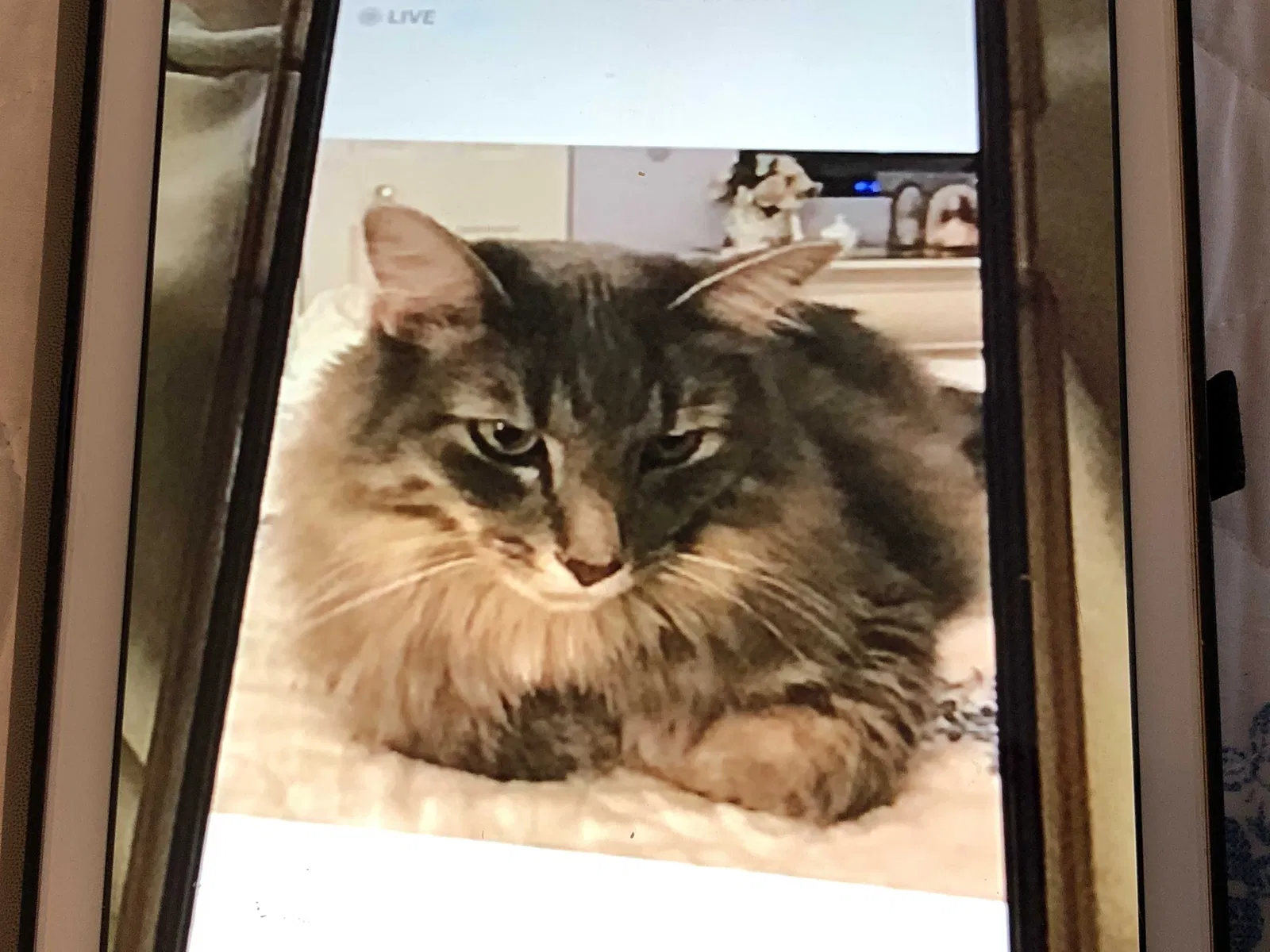 Lost cat in Montgomery, IL, 60538
