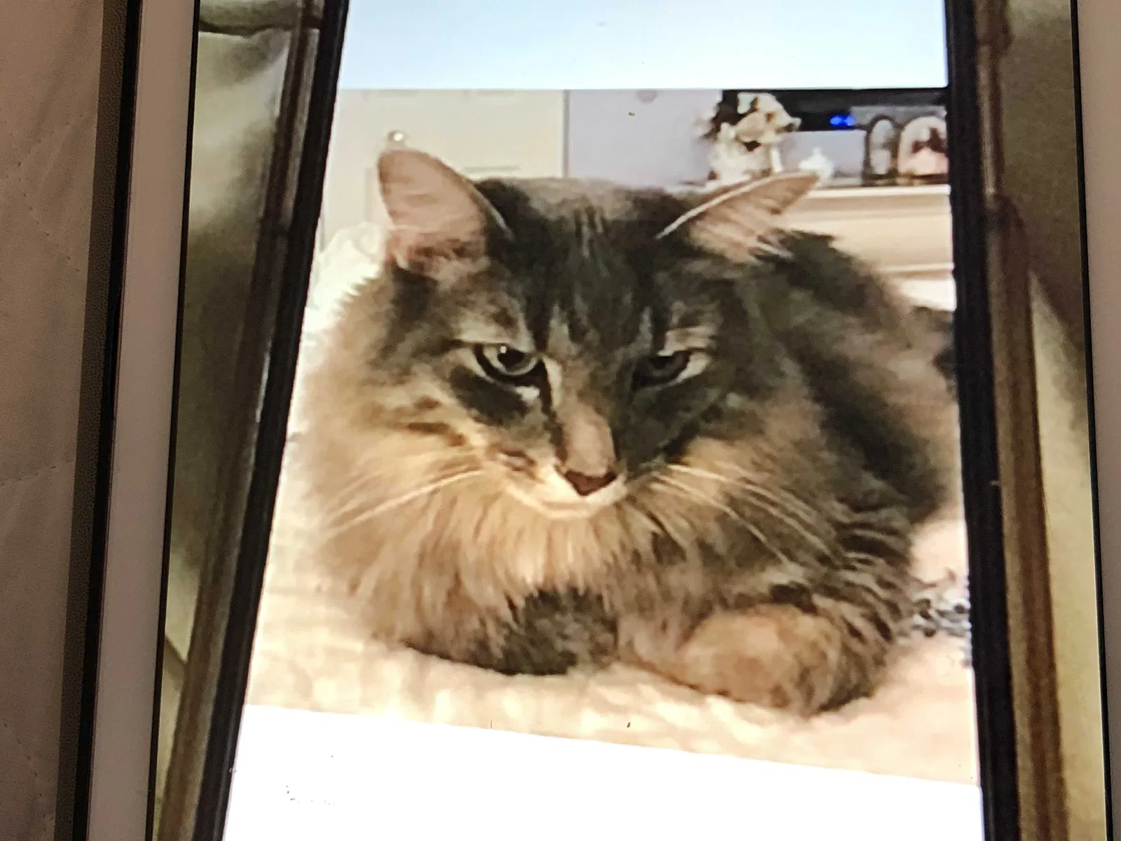 Lost cat in Montgomery, IL, 60538