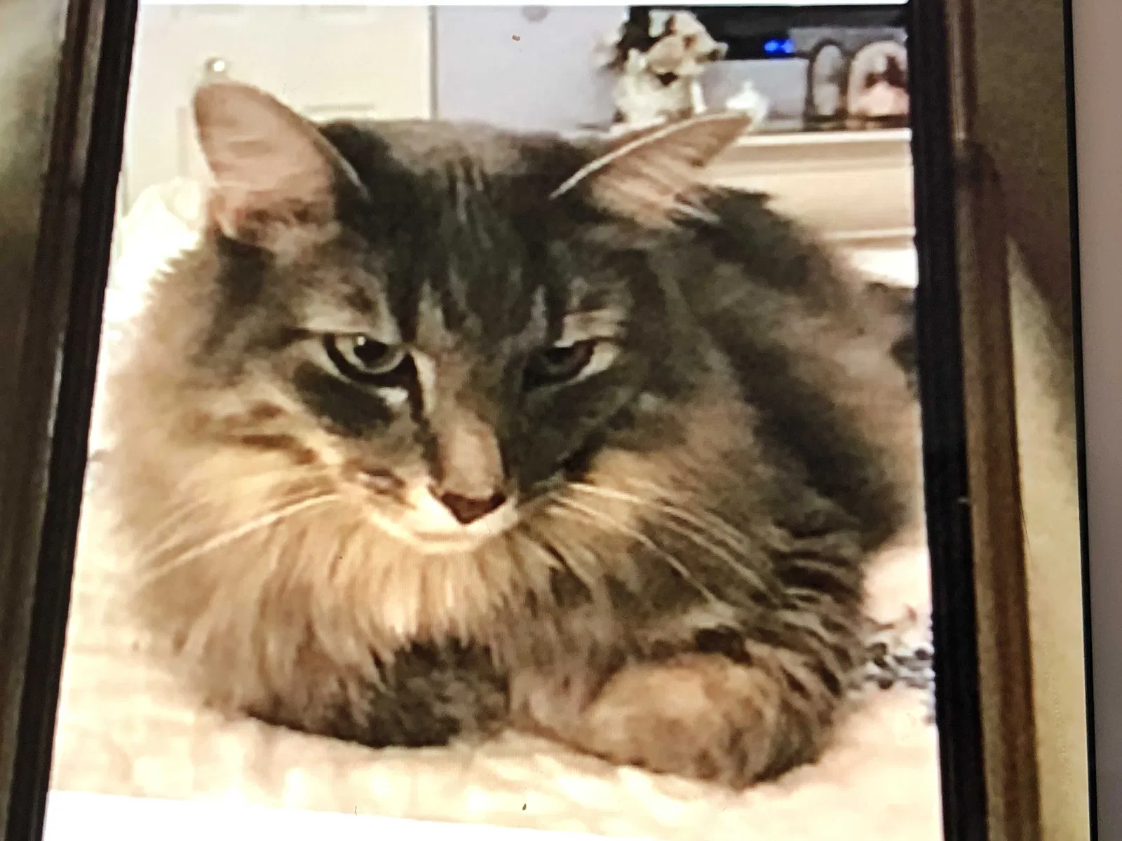 Lost cat in Montgomery, IL, 60538