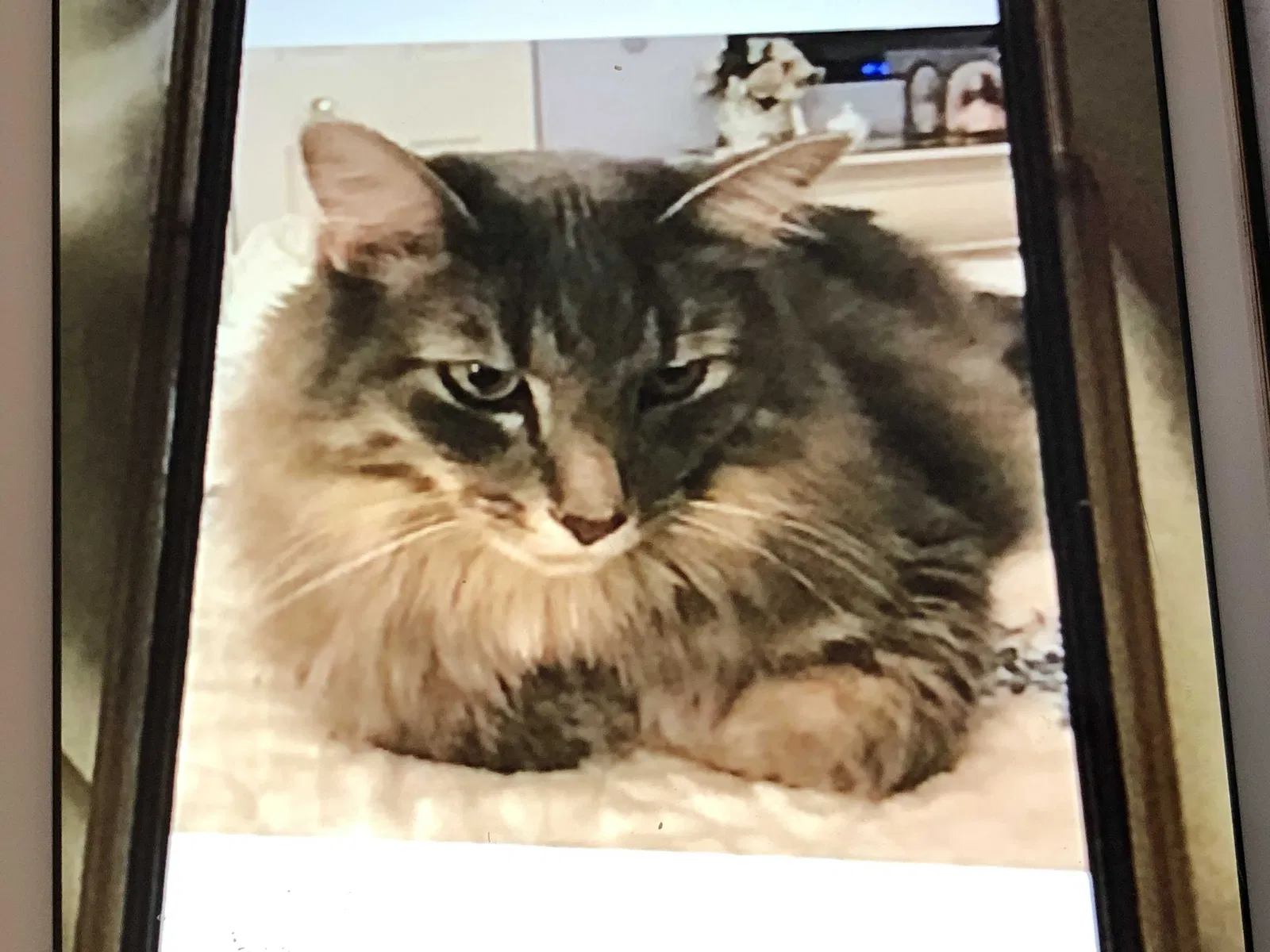Lost cat in Montgomery, IL, 60538