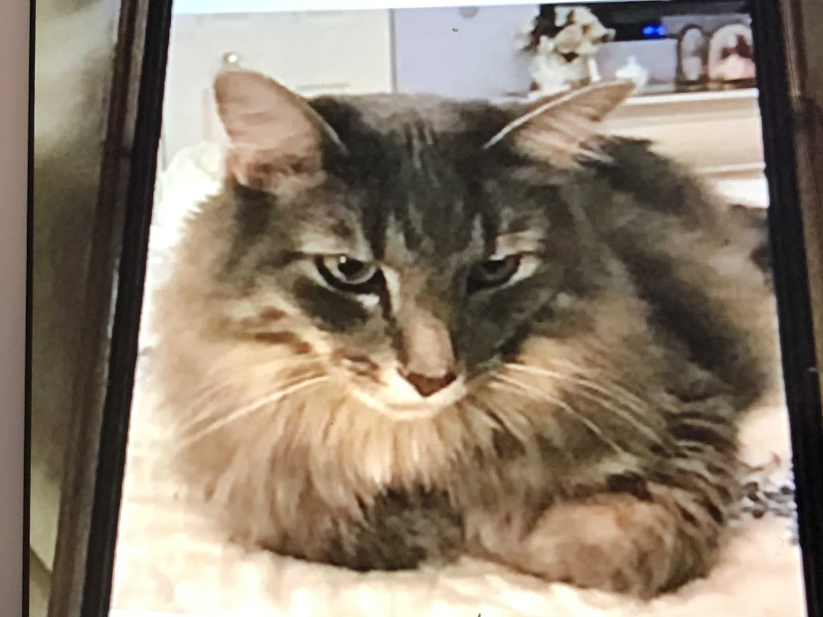 Lost cat in Montgomery, IL, 60538