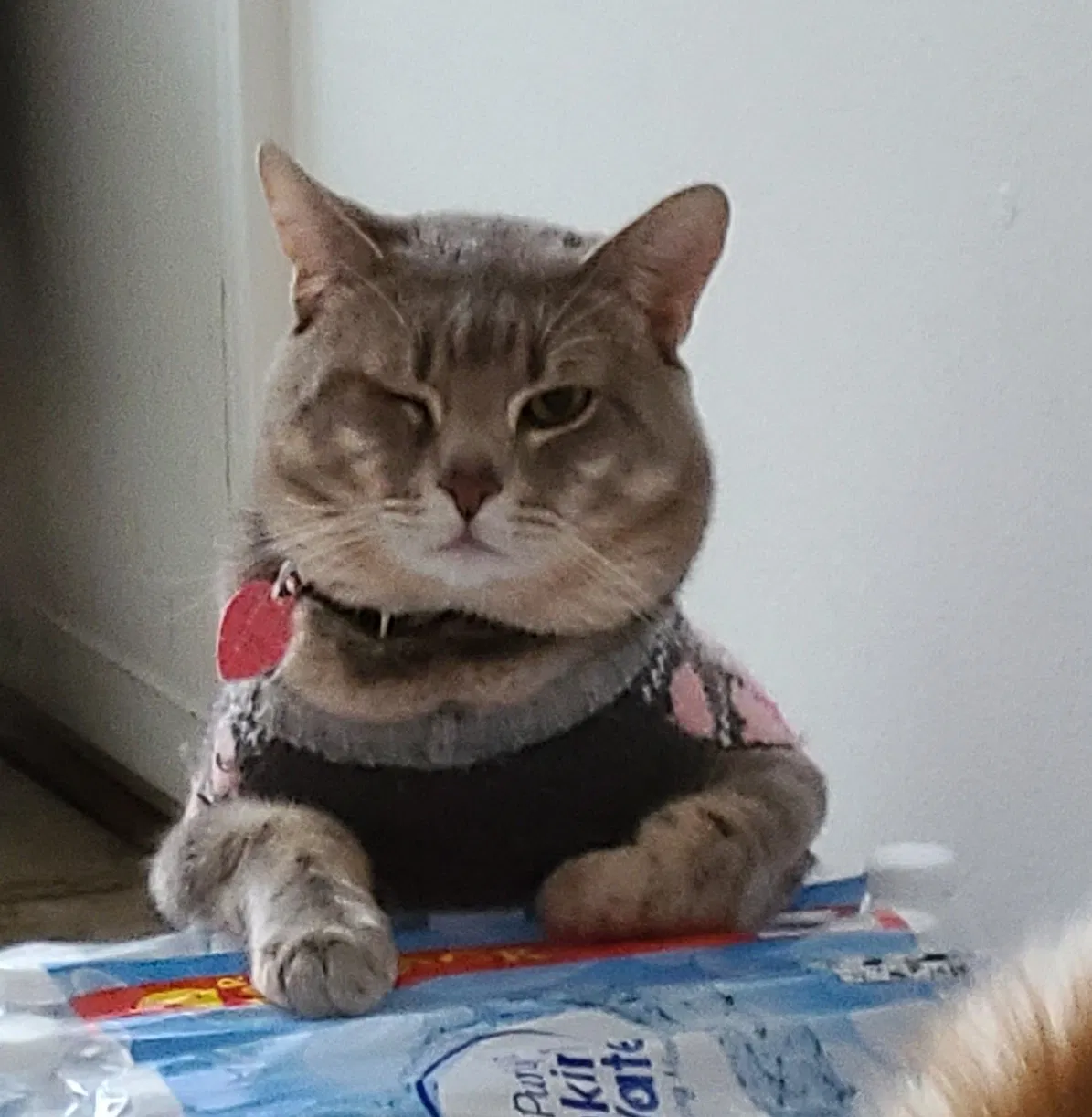 Lost cat in Jasper, IN, 47546