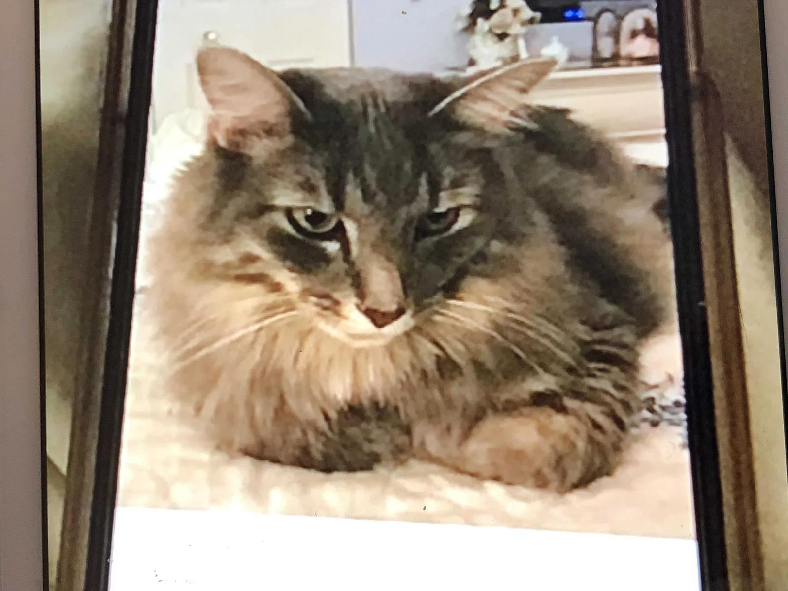 Lost cat in Montgomery, IL, 60538