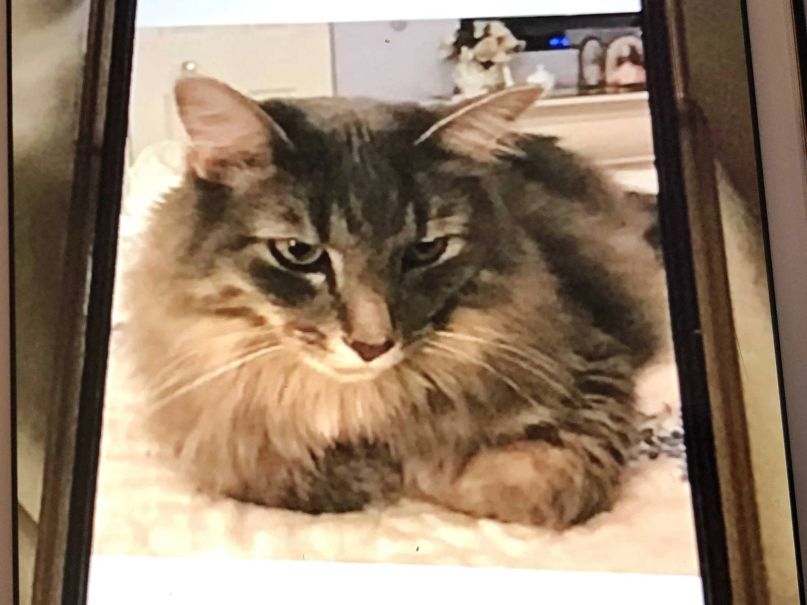 Lost cat in Montgomery, IL, 60538