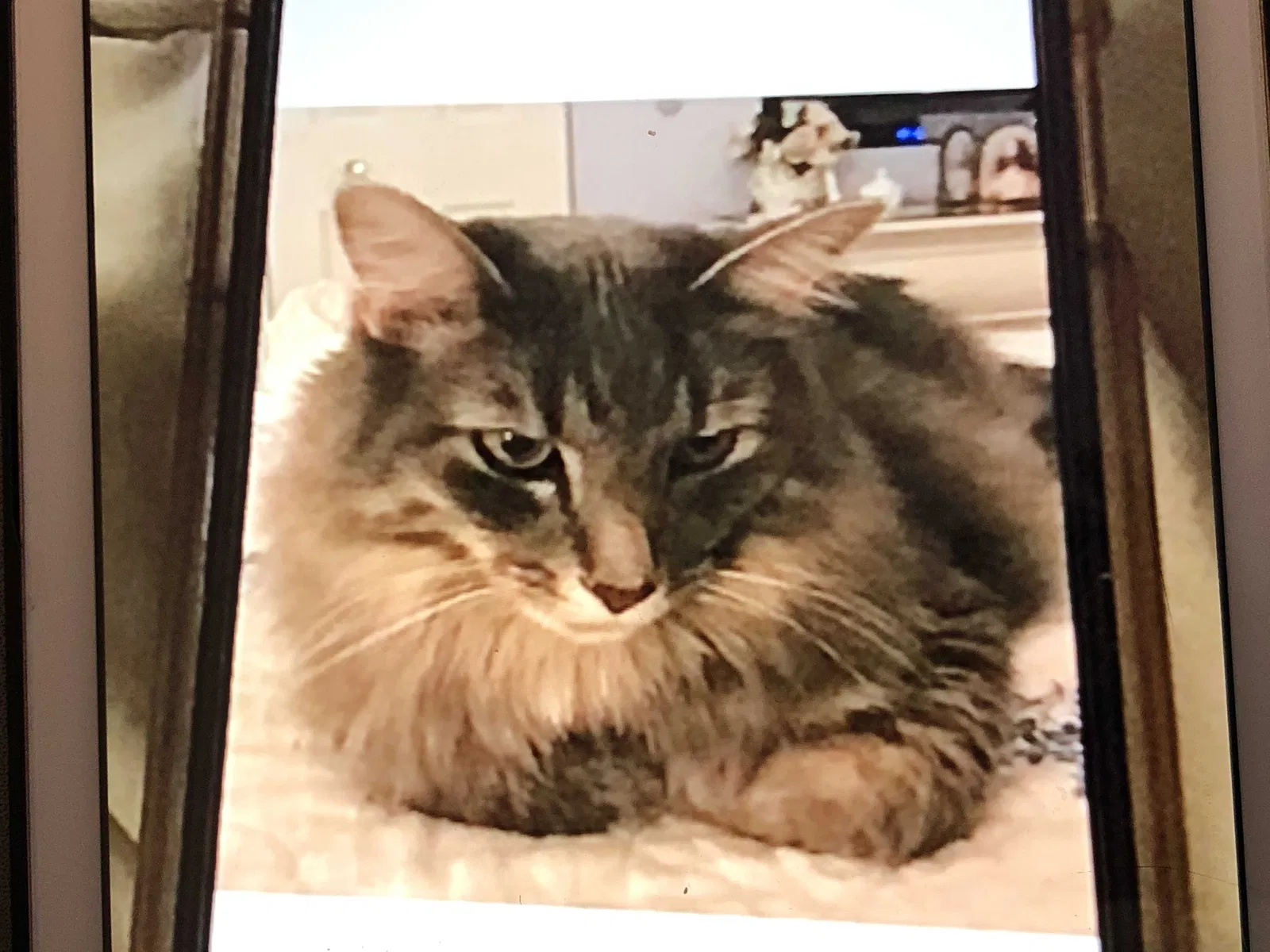 Lost cat in Montgomery, IL, 60538