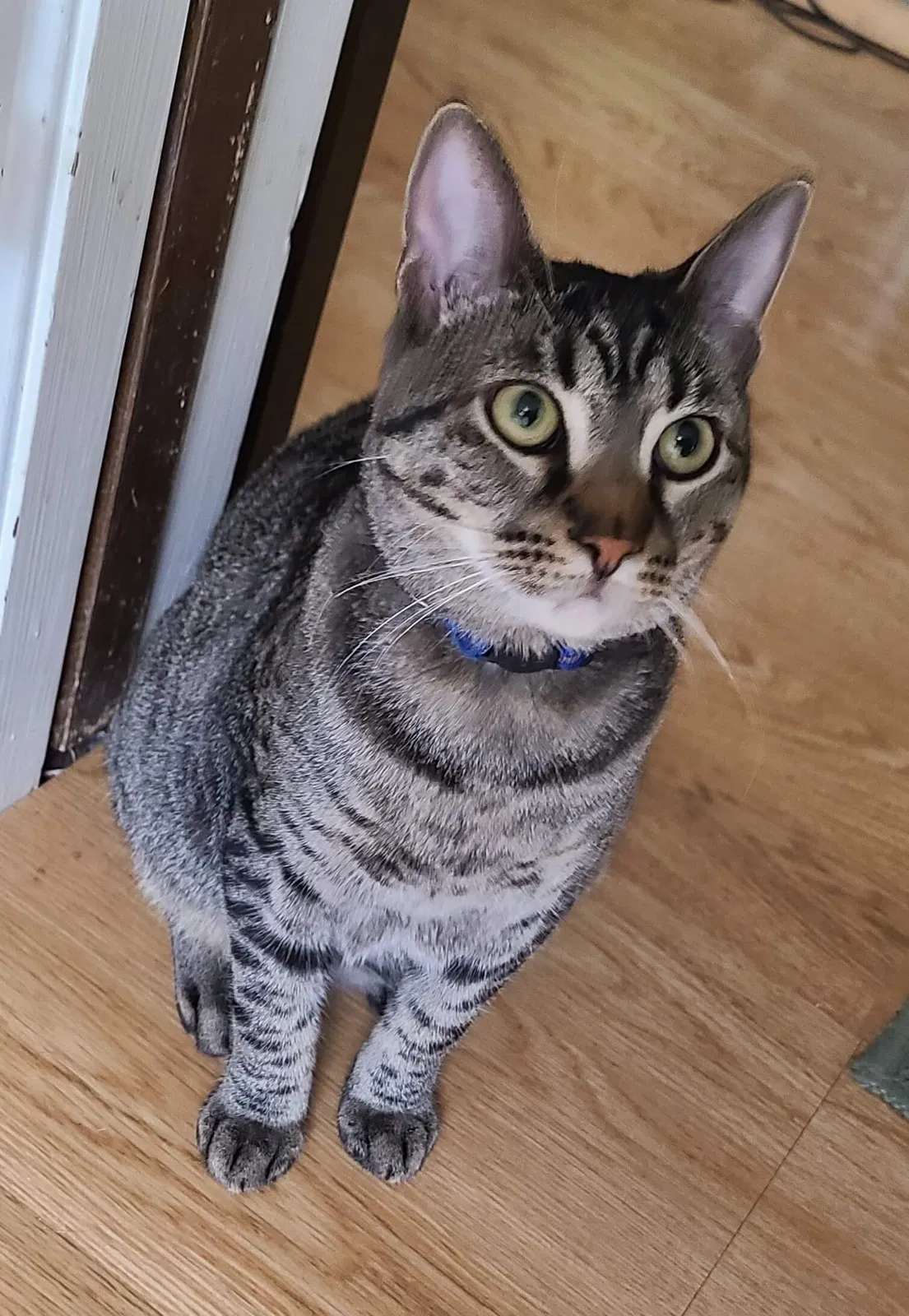 Lost cat in Gresham, OR, 97080