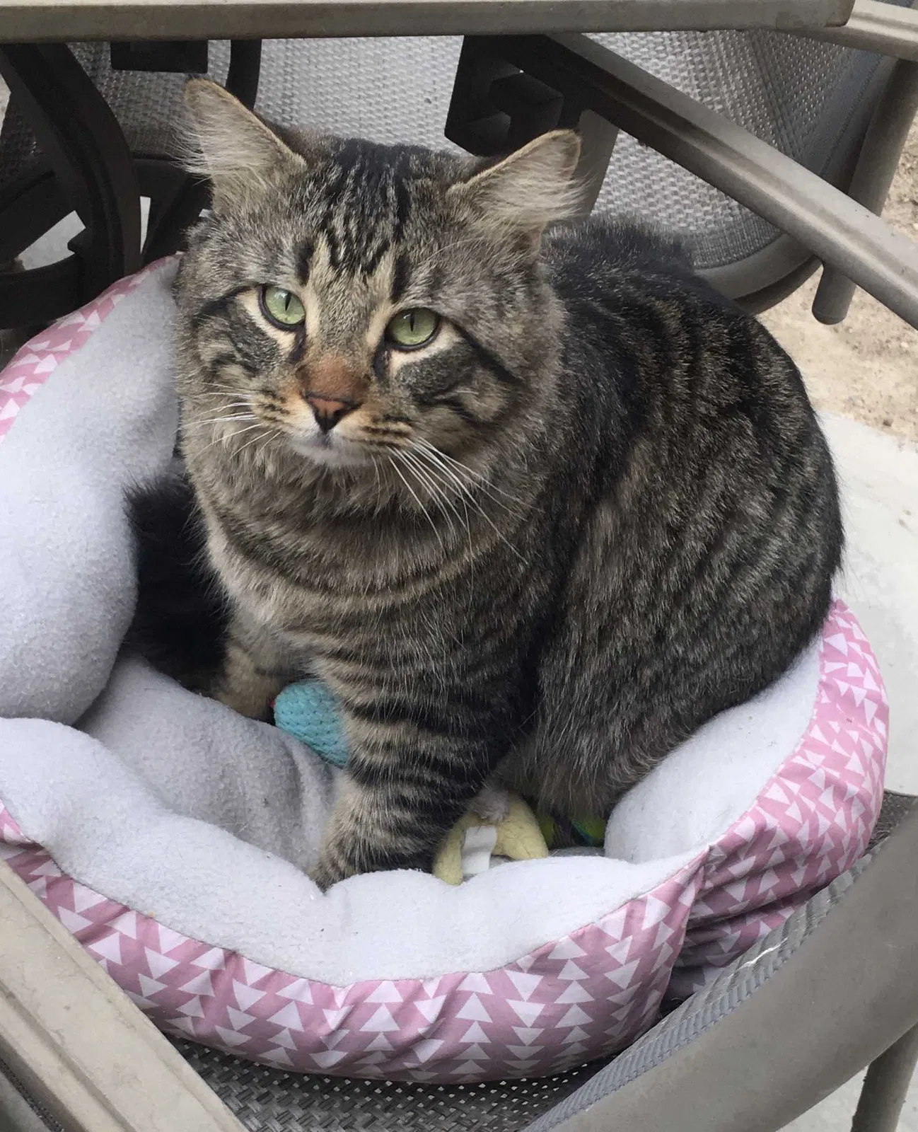 Lost cat in North Las Vegas, NV, 89030