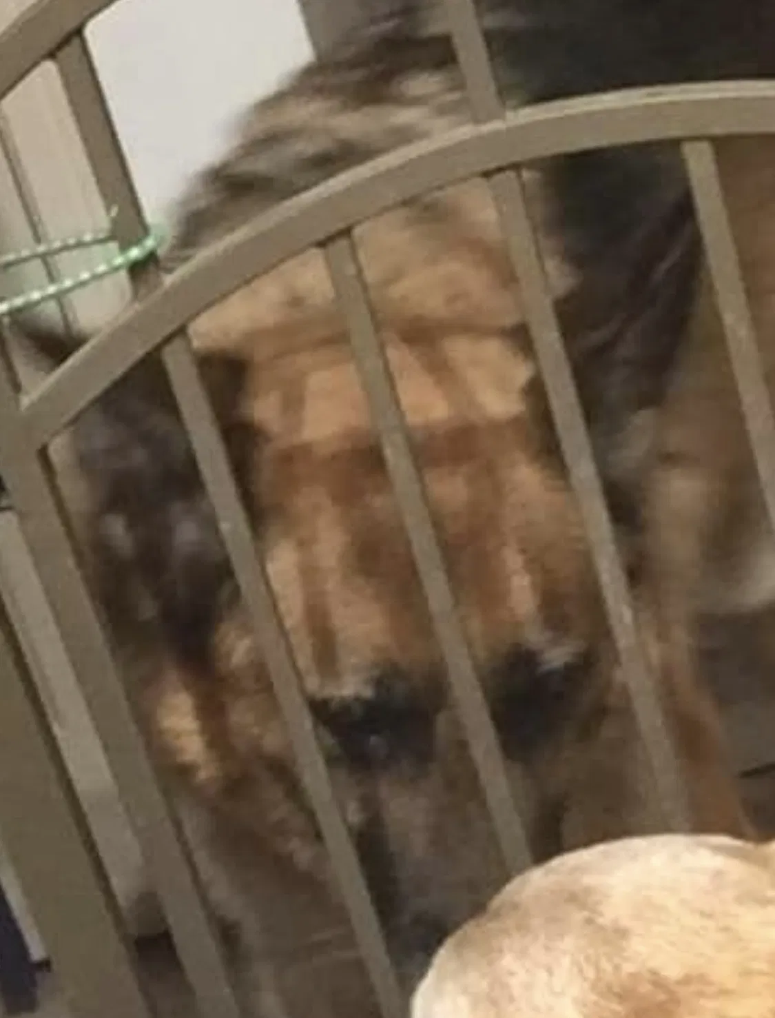 Found dog in Hacienda Heights, CA, 91745