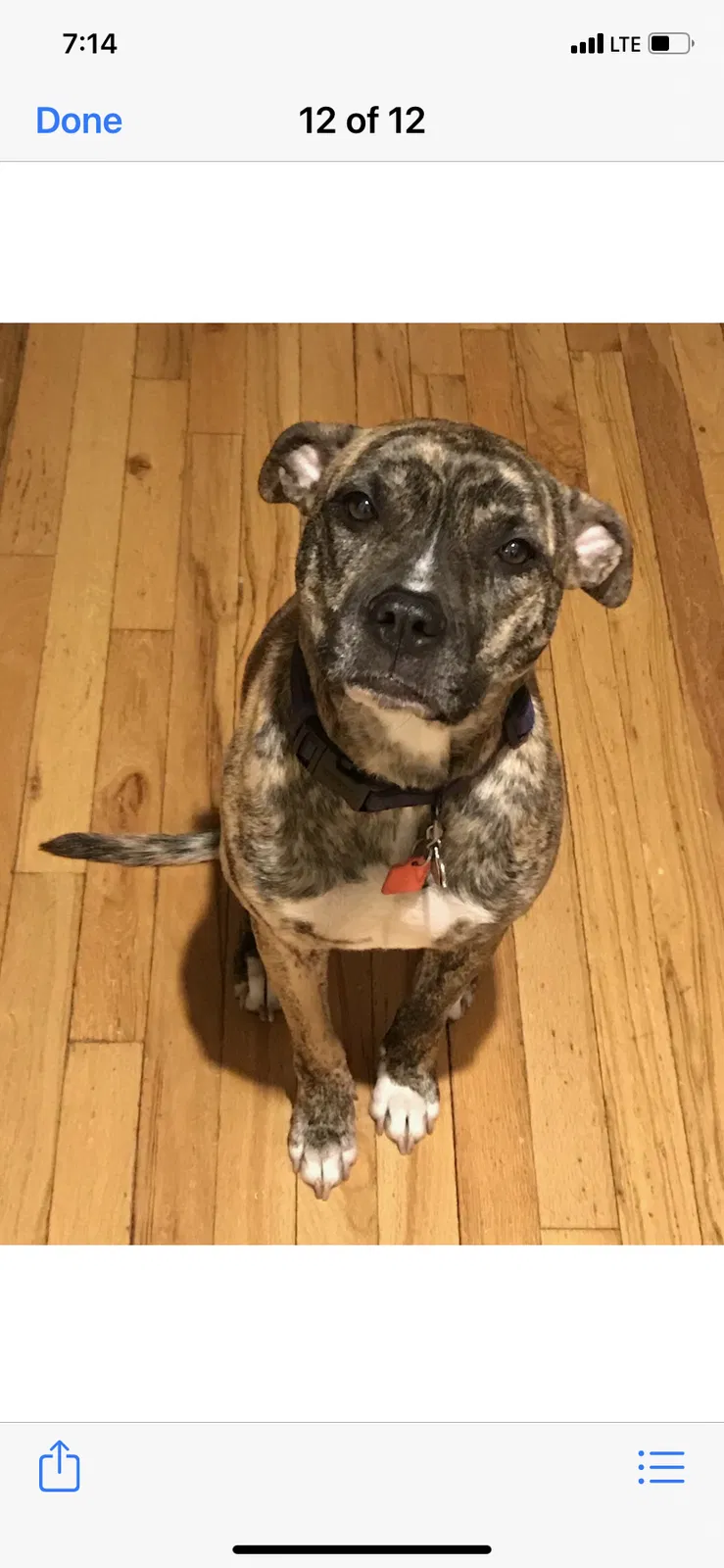 Lost dog in Chicago, IL, 60605