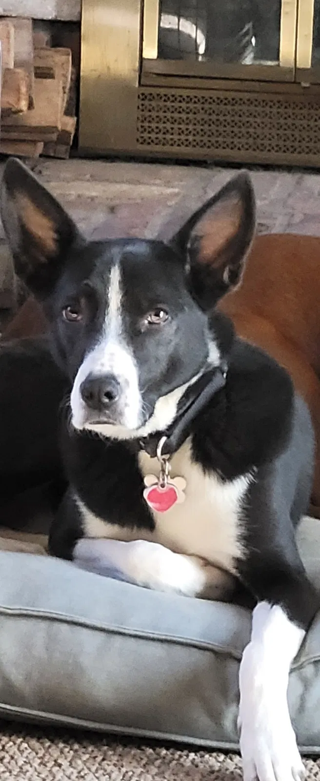 Lost dog in Central Islip, NY, 11722