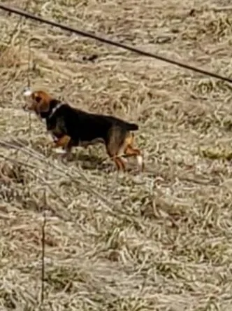 Lost dog in Sugar Grove, OH, 43155