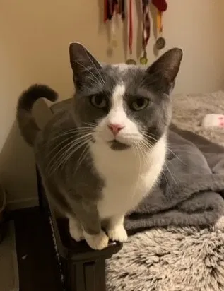 Lost cat in Noblesville, IN, 46060