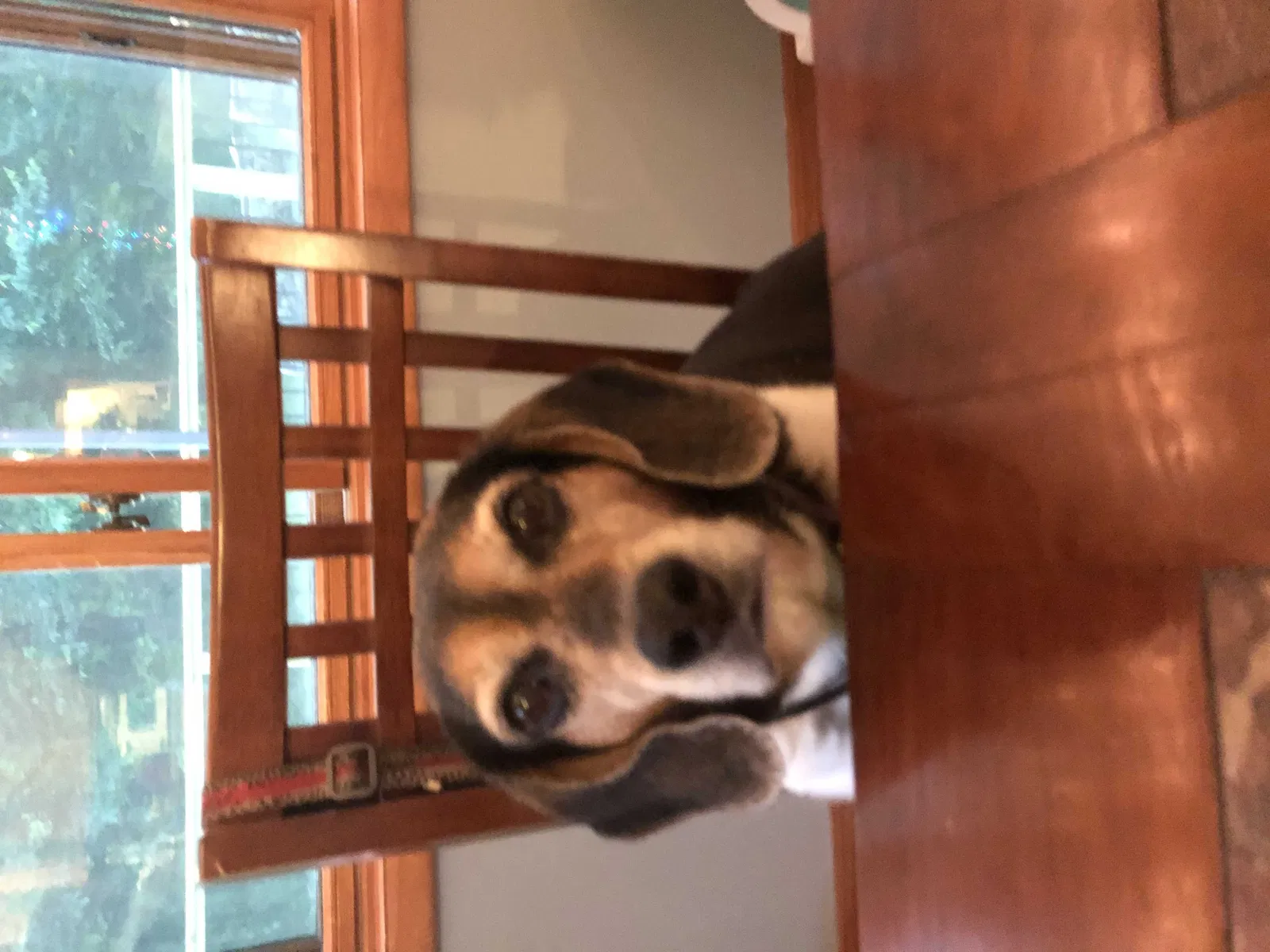 Lost dog in Phelps, WI, 54554