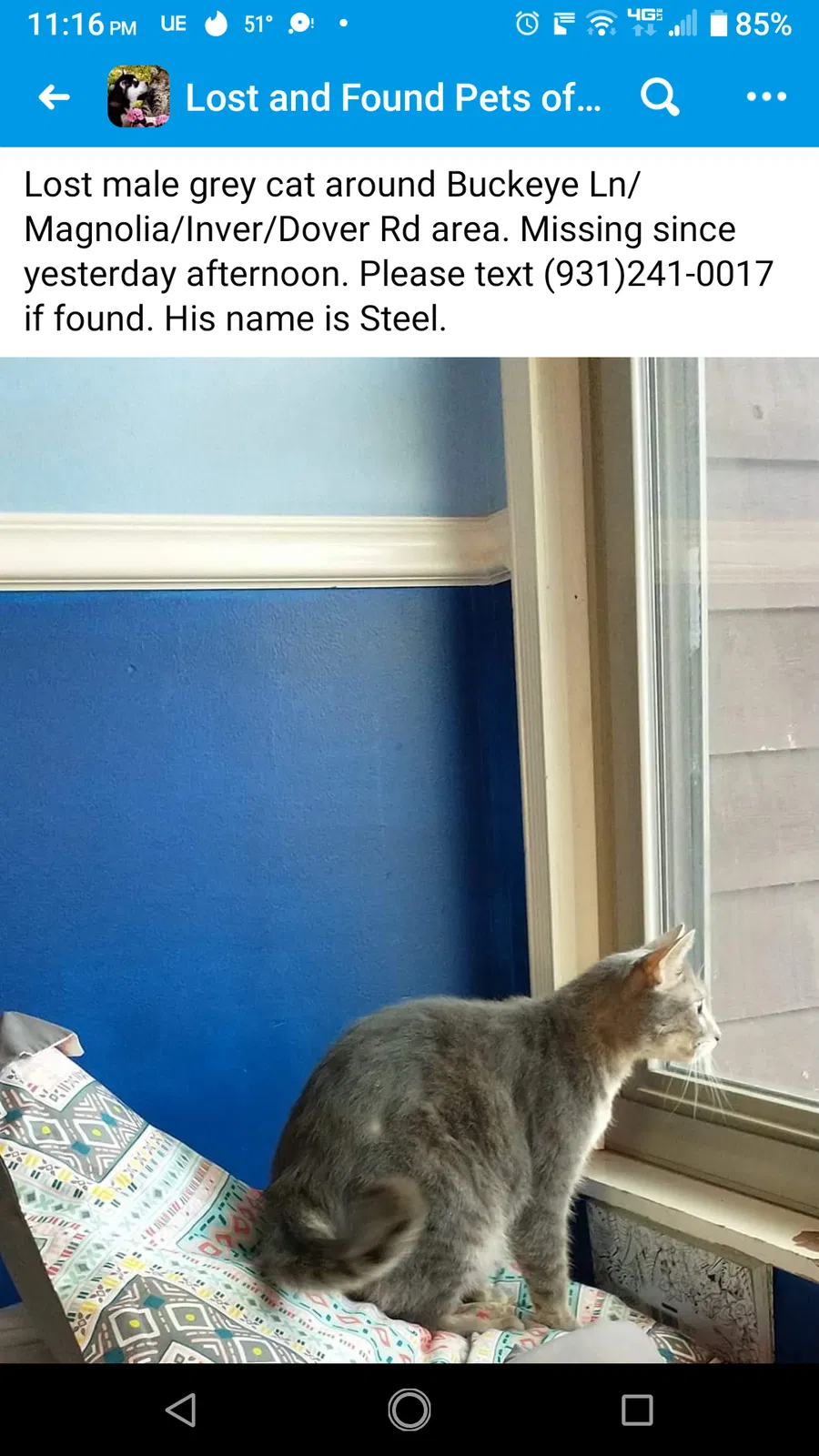 Lost cat in Clarksville, TN, 37042